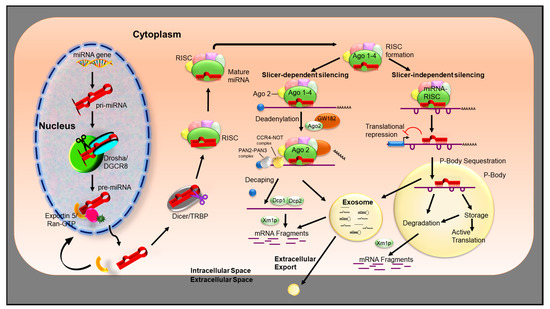 Cancers | Free Full-Text | Therapeutically Significant MicroRNAs 