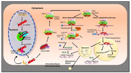 Therapeutically Significant MicroRNAs in Primary and