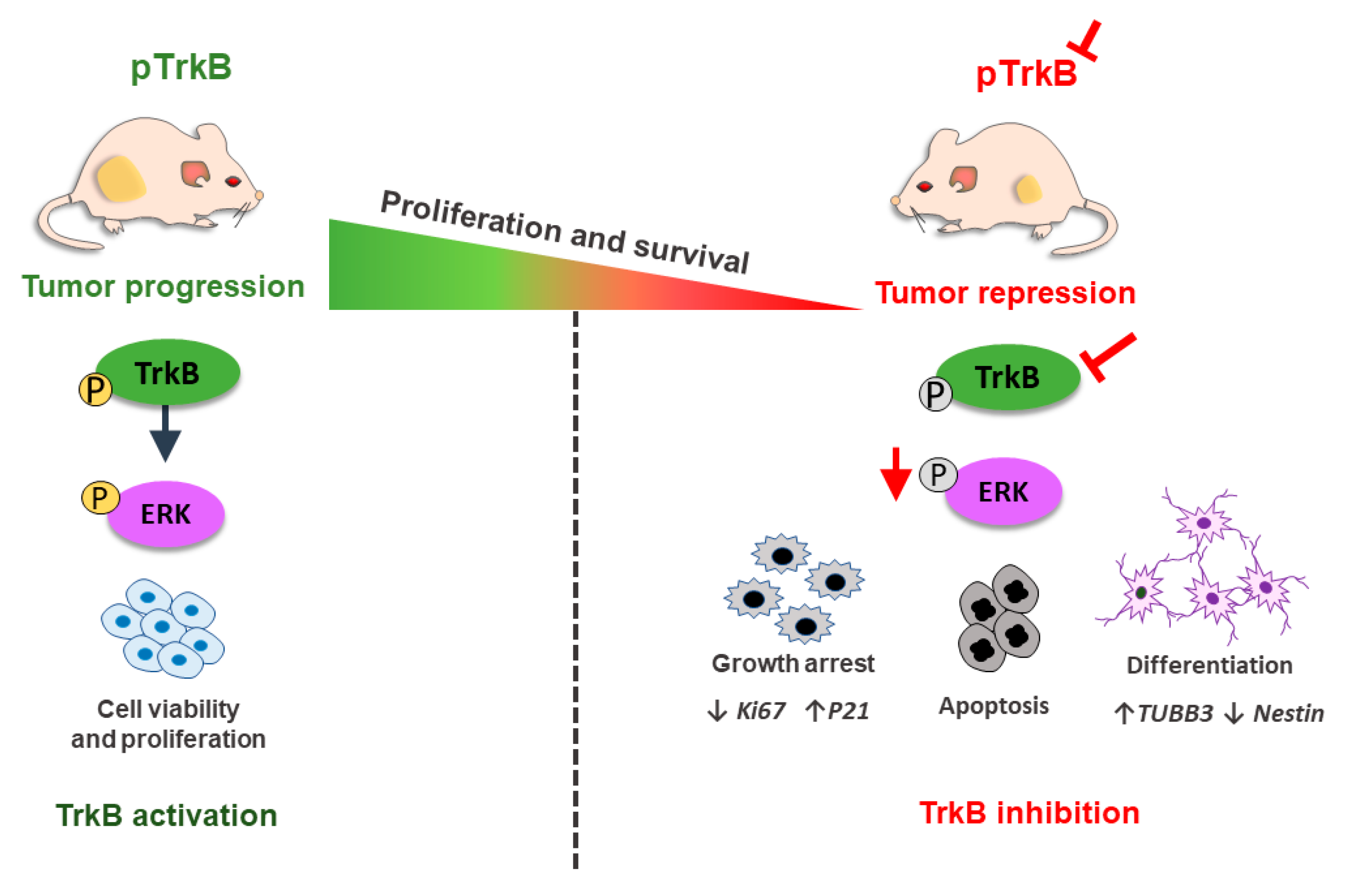 Cancers 12 02542 g002