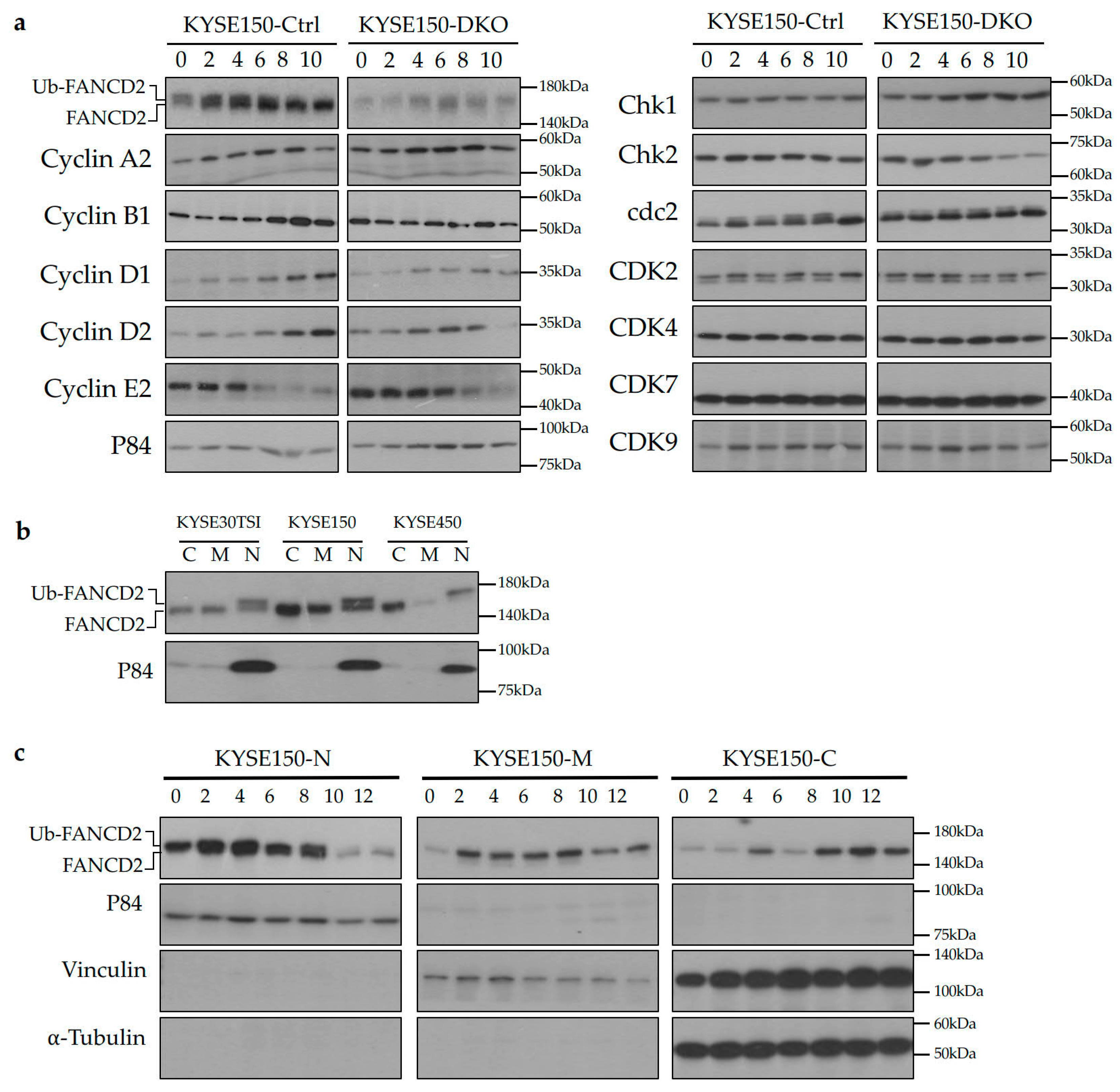 Cancers 12 02545 g005 Cancers 12 02545 g005