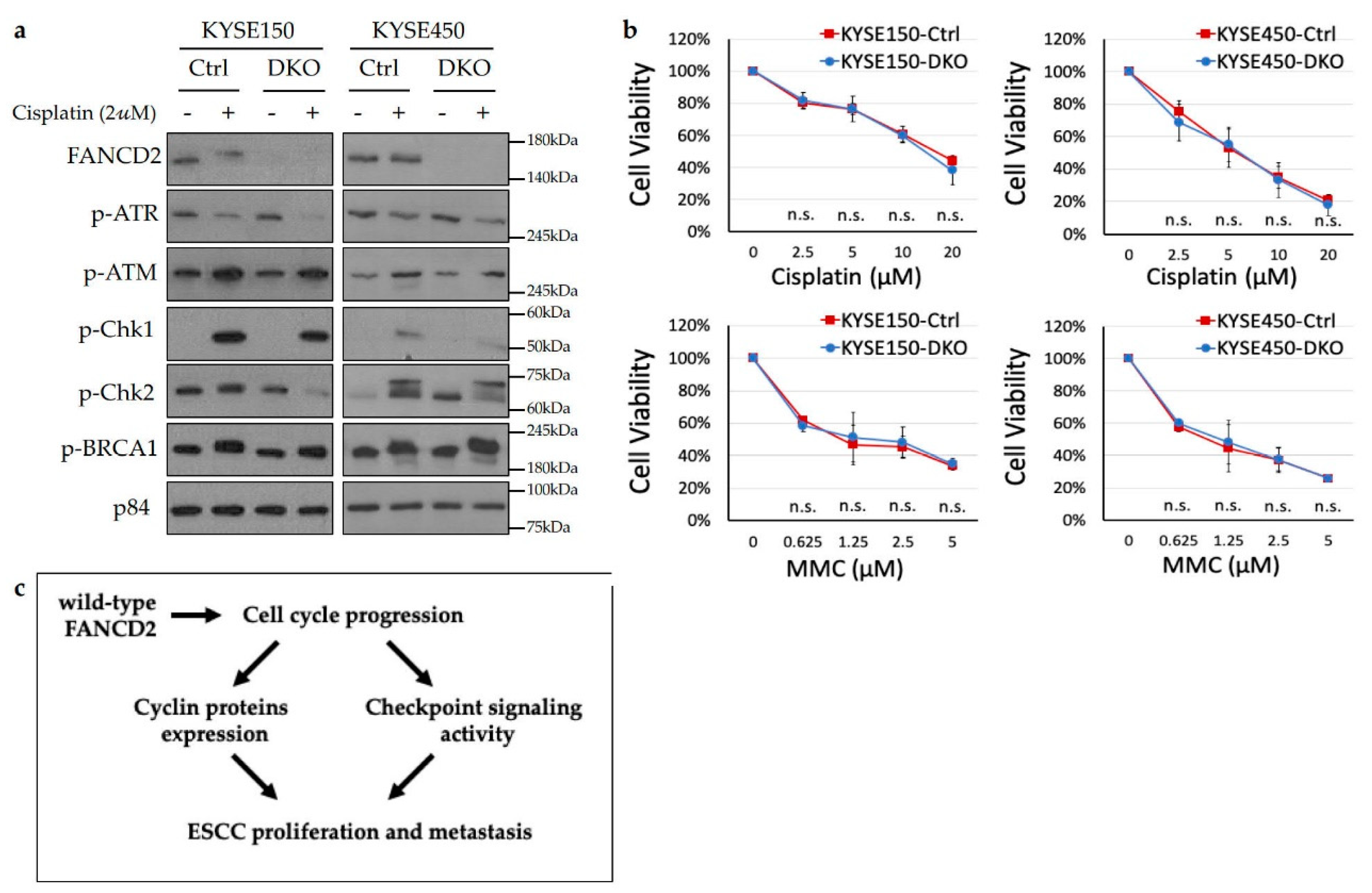 Cancers 12 02545 g006 Cancers 12 02545 g006