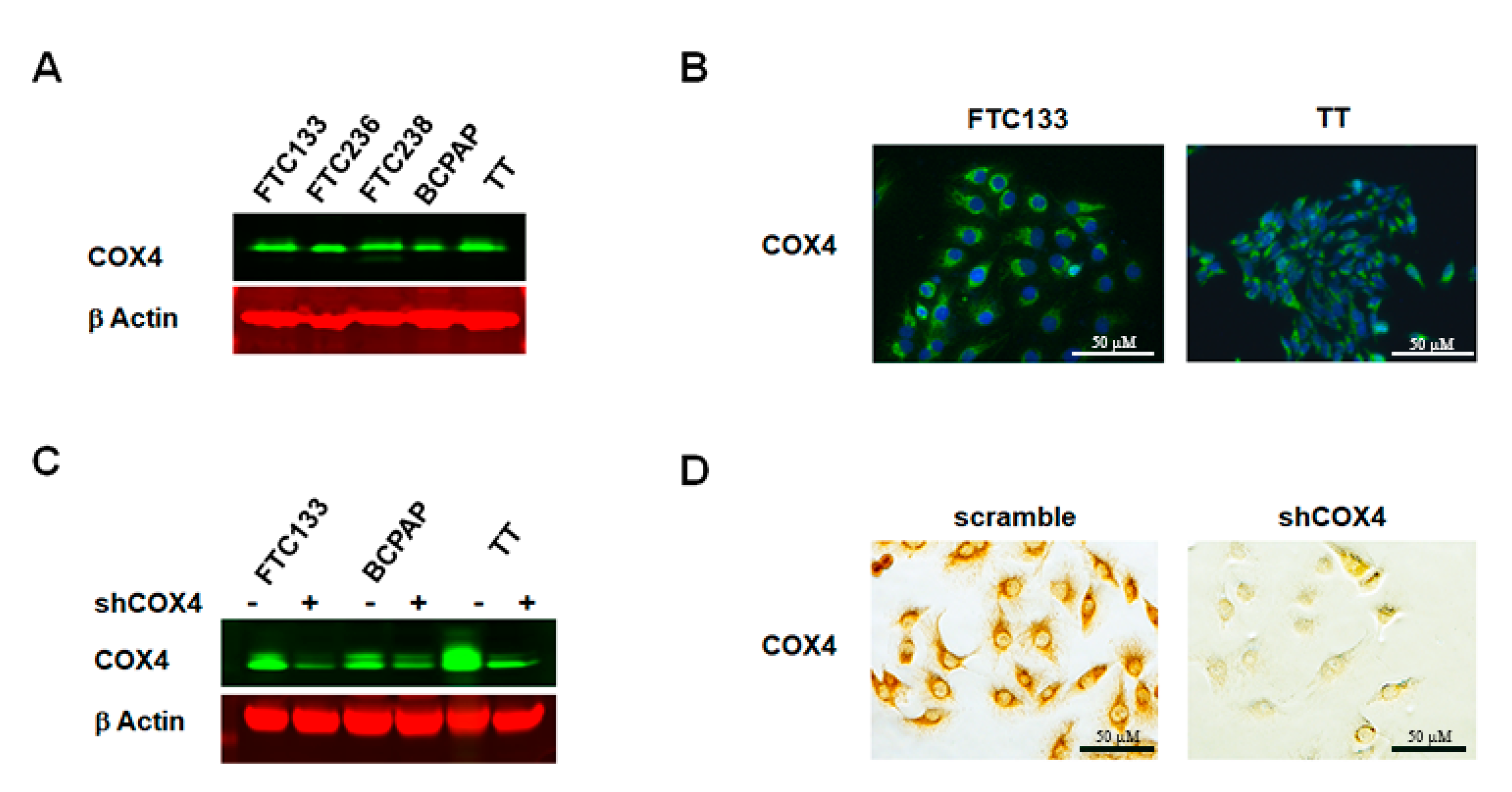 Cancers 12 02548 g003