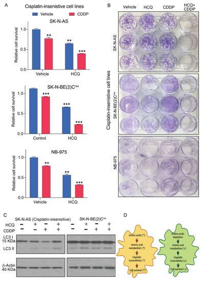 Cancers Free Full Text Amino Acids Regulate Cisplatin Insensitivity In Neuroblastoma Html