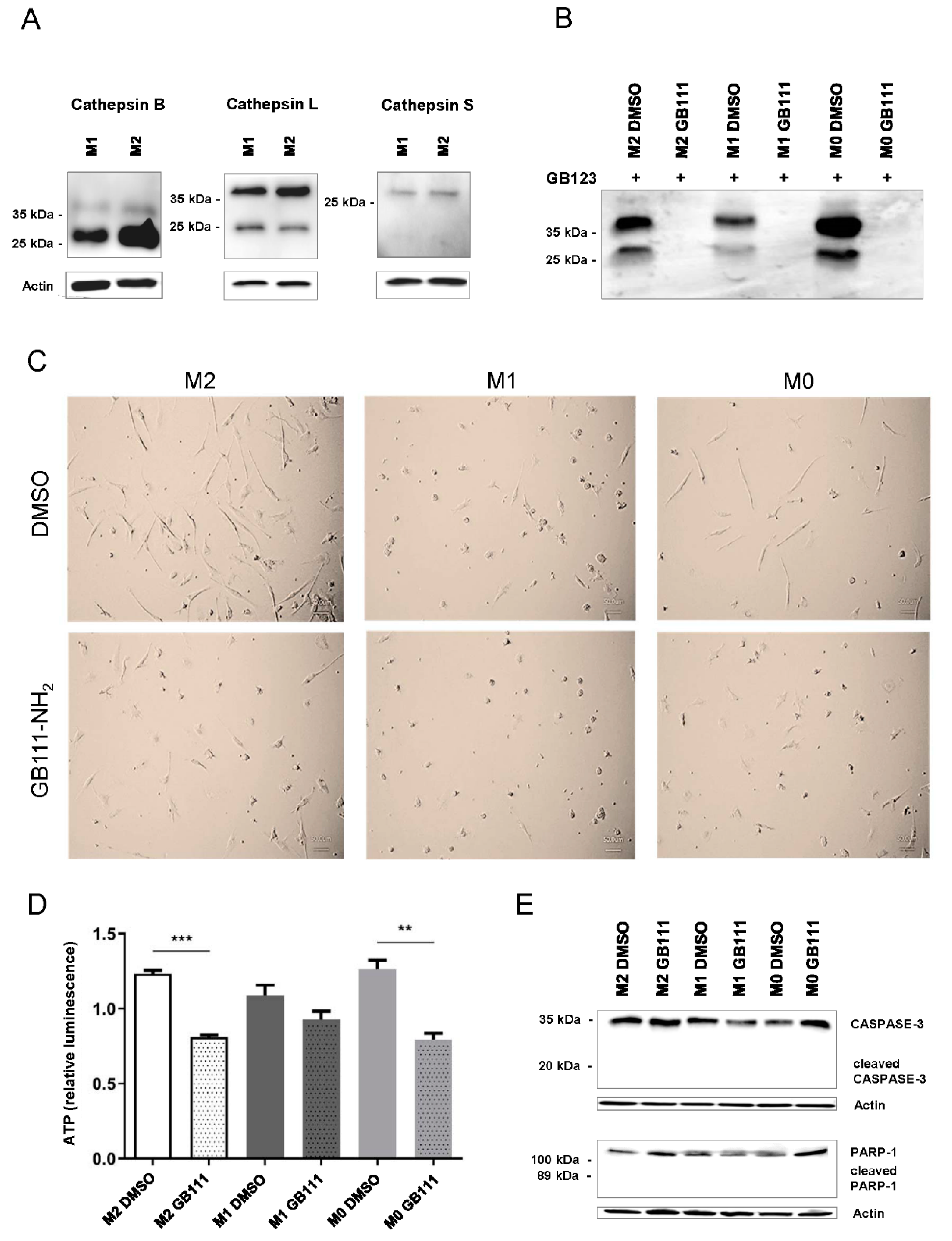 Cancers 12 02579 g002 Cancers 12 02579 g002