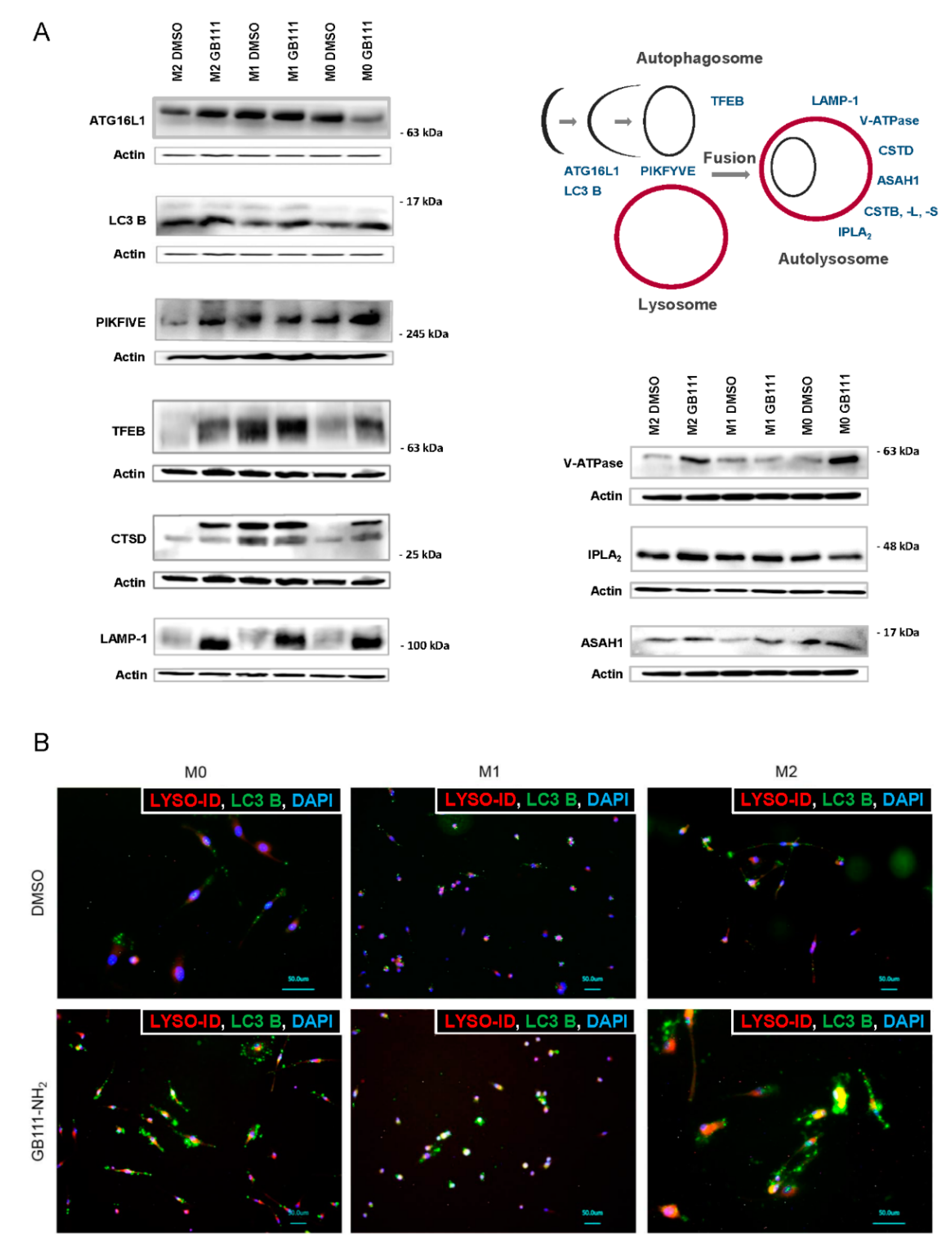 Cancers 12 02579 g003 Cancers 12 02579 g003