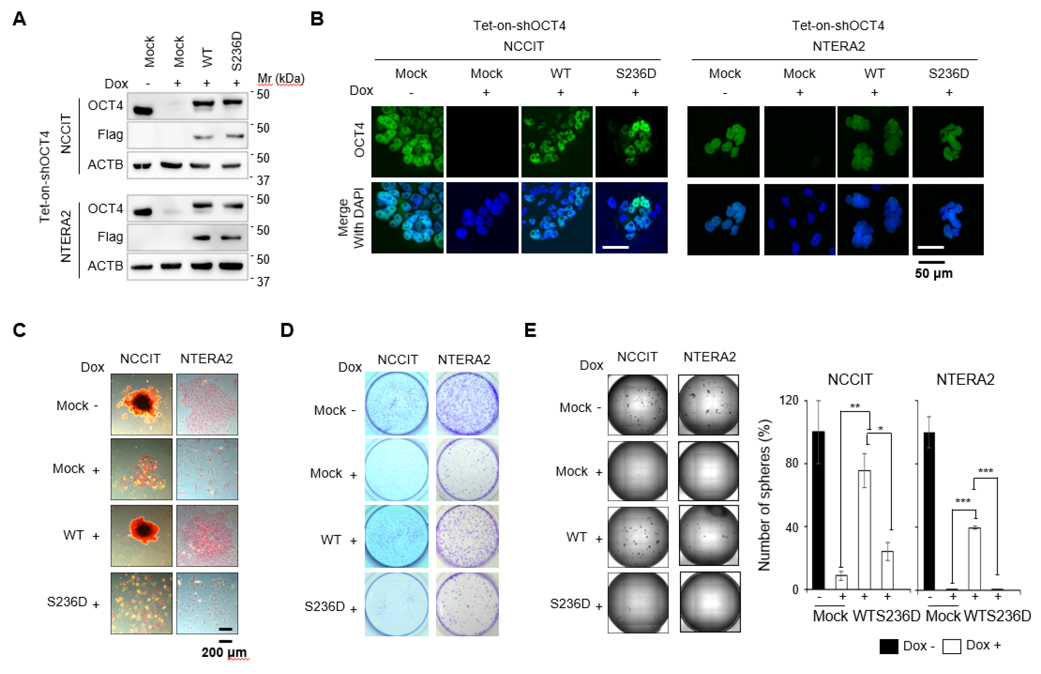 Cancers 12 02601 g002 Cancers 12 02601 g002