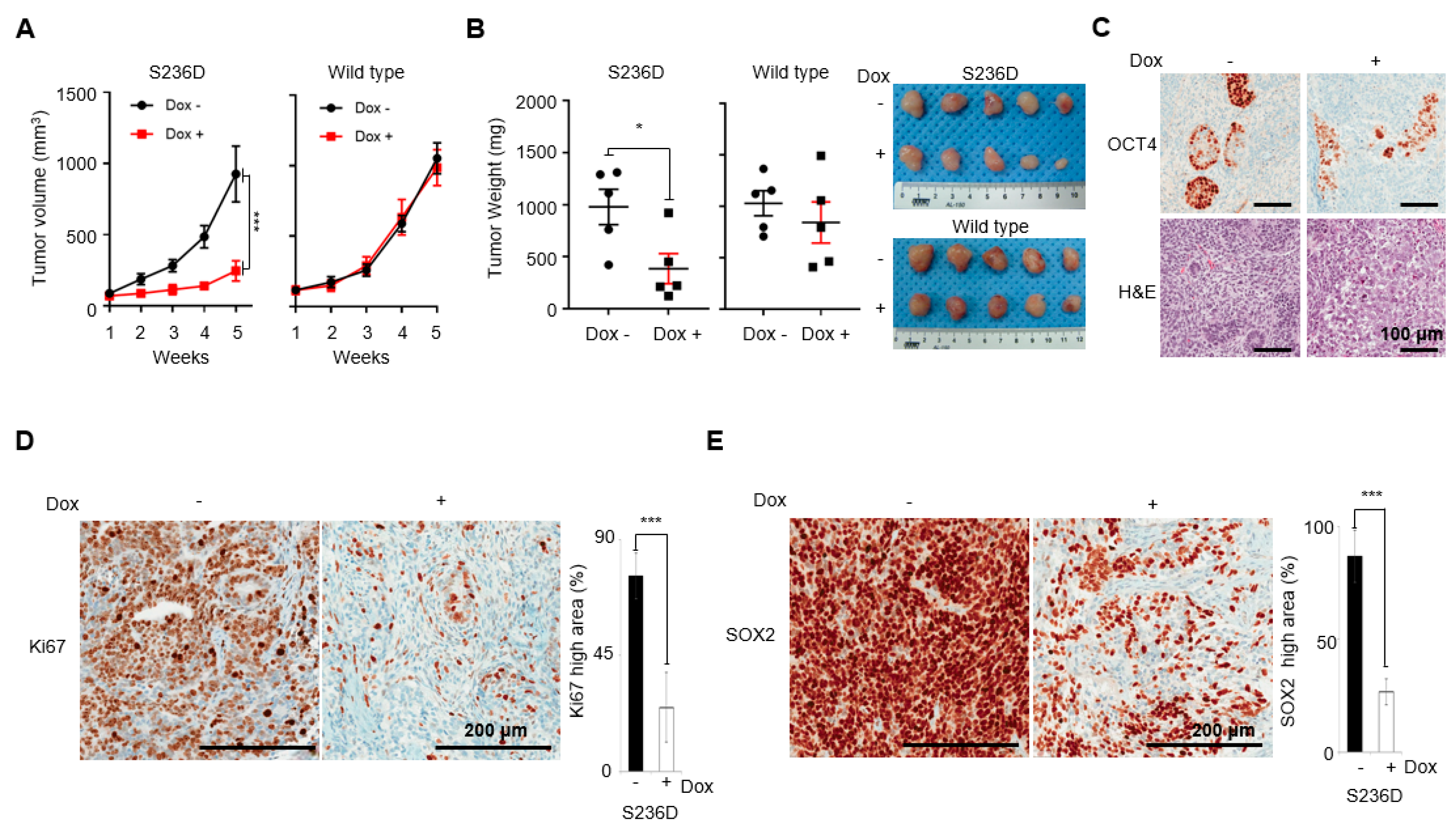 Cancers 12 02601 g004 Cancers 12 02601 g004