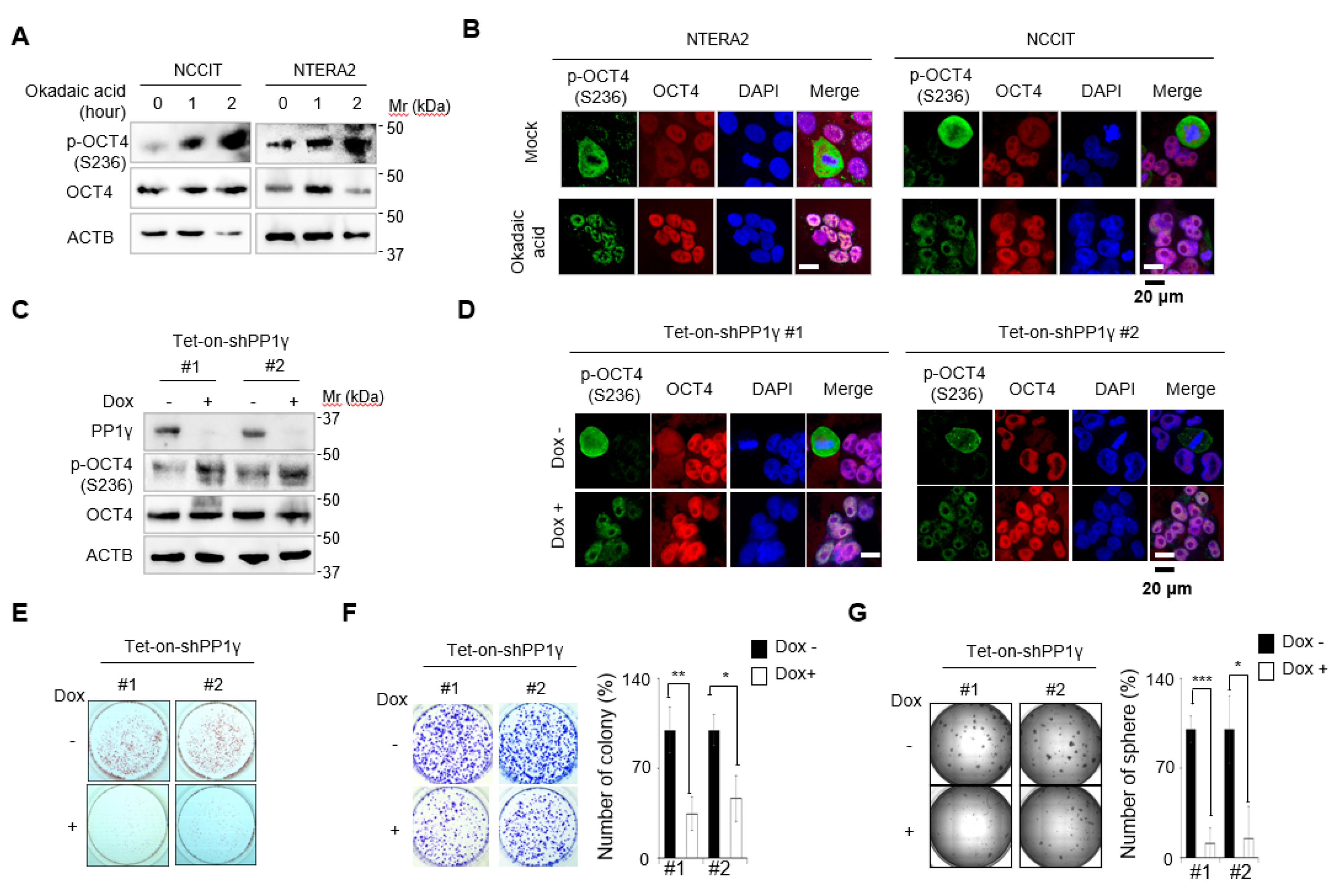 Cancers 12 02601 g005 Cancers 12 02601 g005