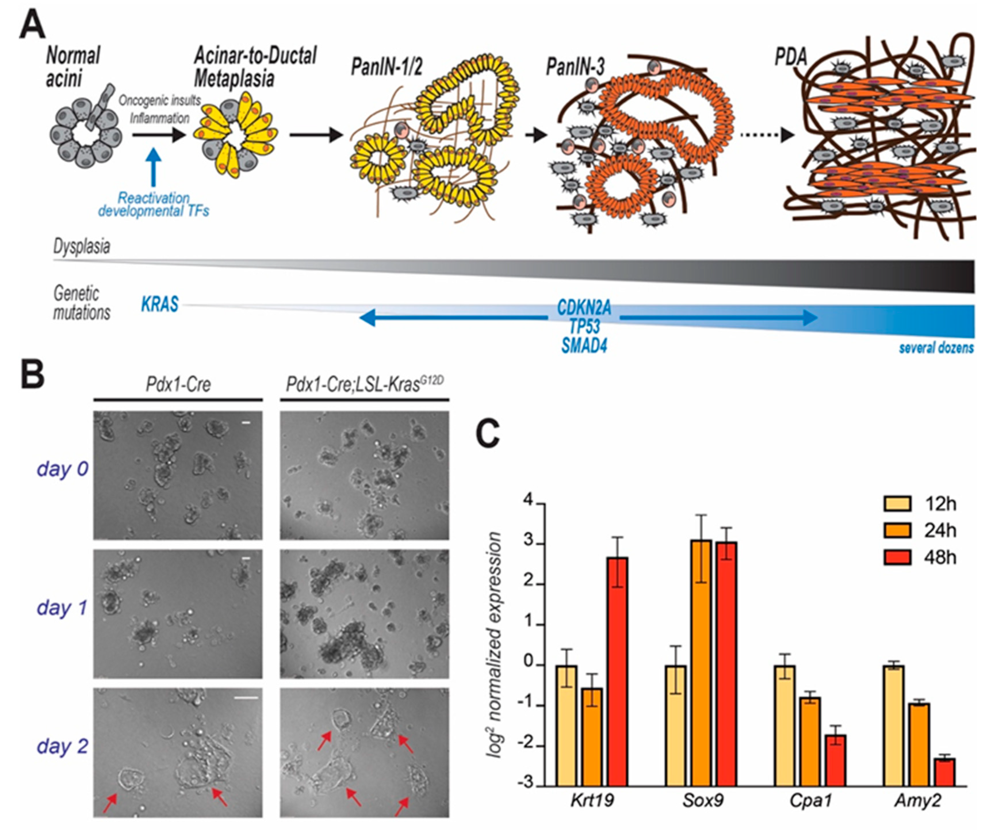 Cancers 12 02606 g002