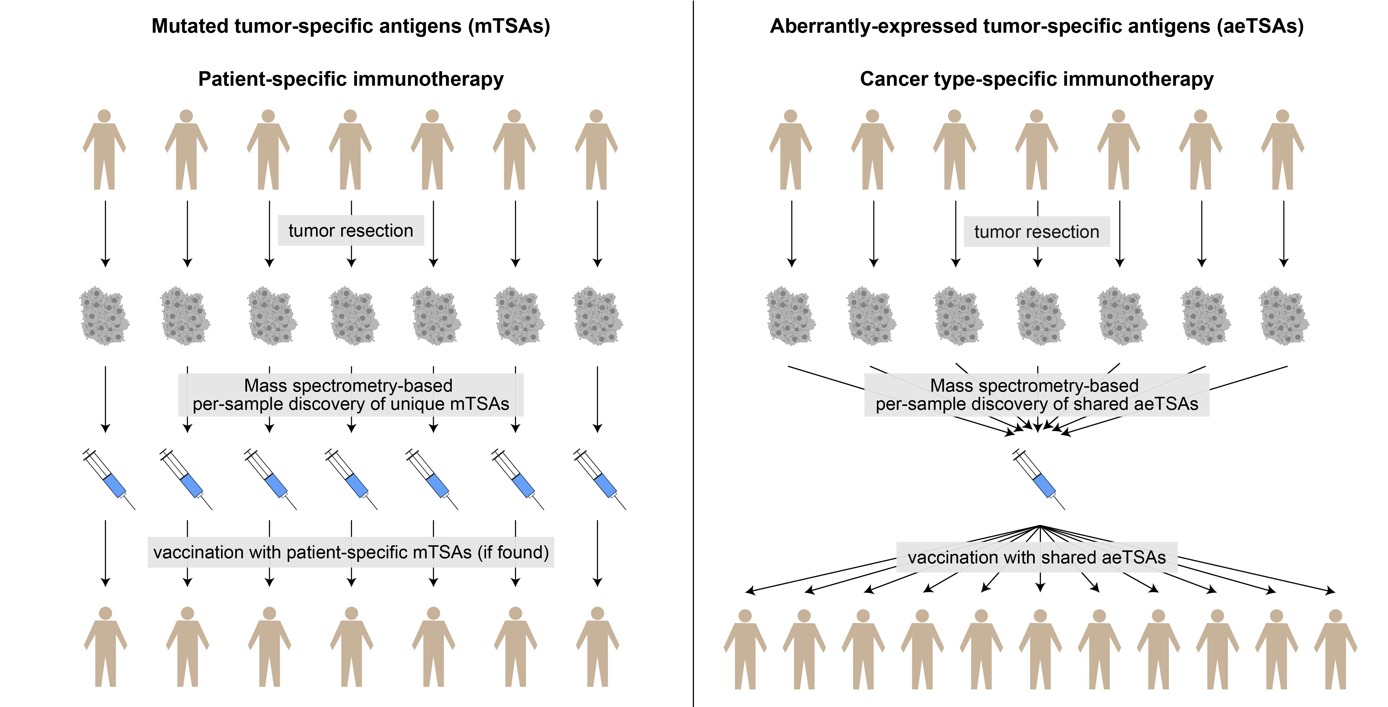 Genetically modified immune cells targeting tumor antigens - ScienceDirect