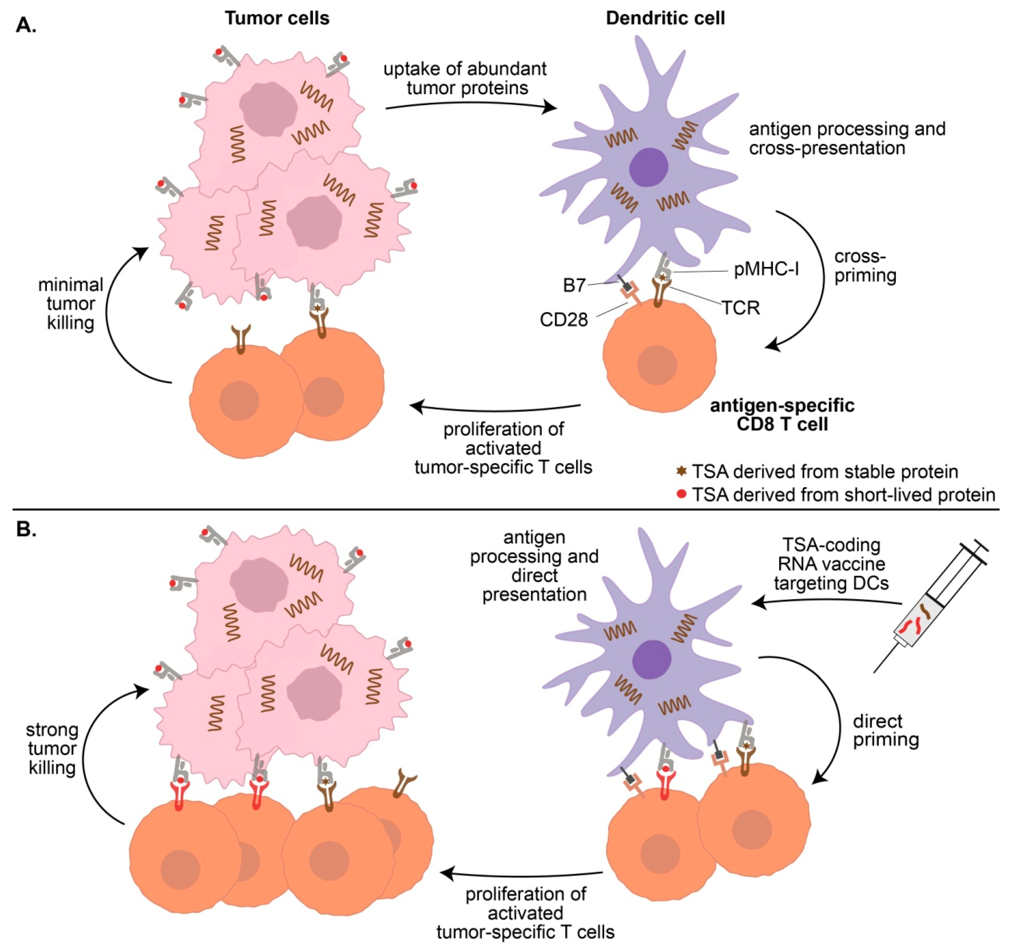 Cancers Free Full Text The Origin And Immune Recognition Of Tumor Specific Antigens