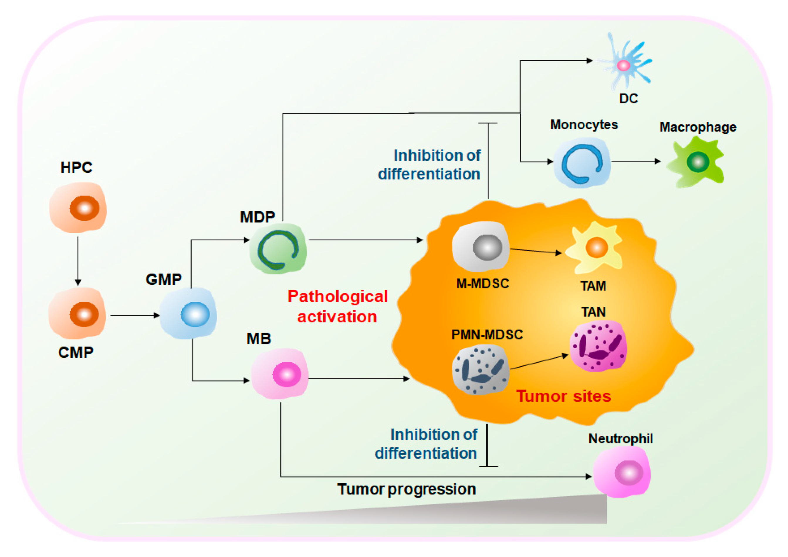 Cancers Free Full Text Targeting Myeloid Derived Suppressor Cells In Cancer Immunotherapy Html