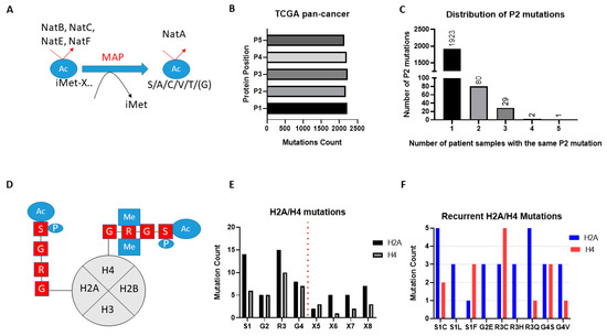 Cancers Free Full Text N Terminal Acetyltransferases Are Cancer Essential Genes Prevalently Upregulated In Tumours Html