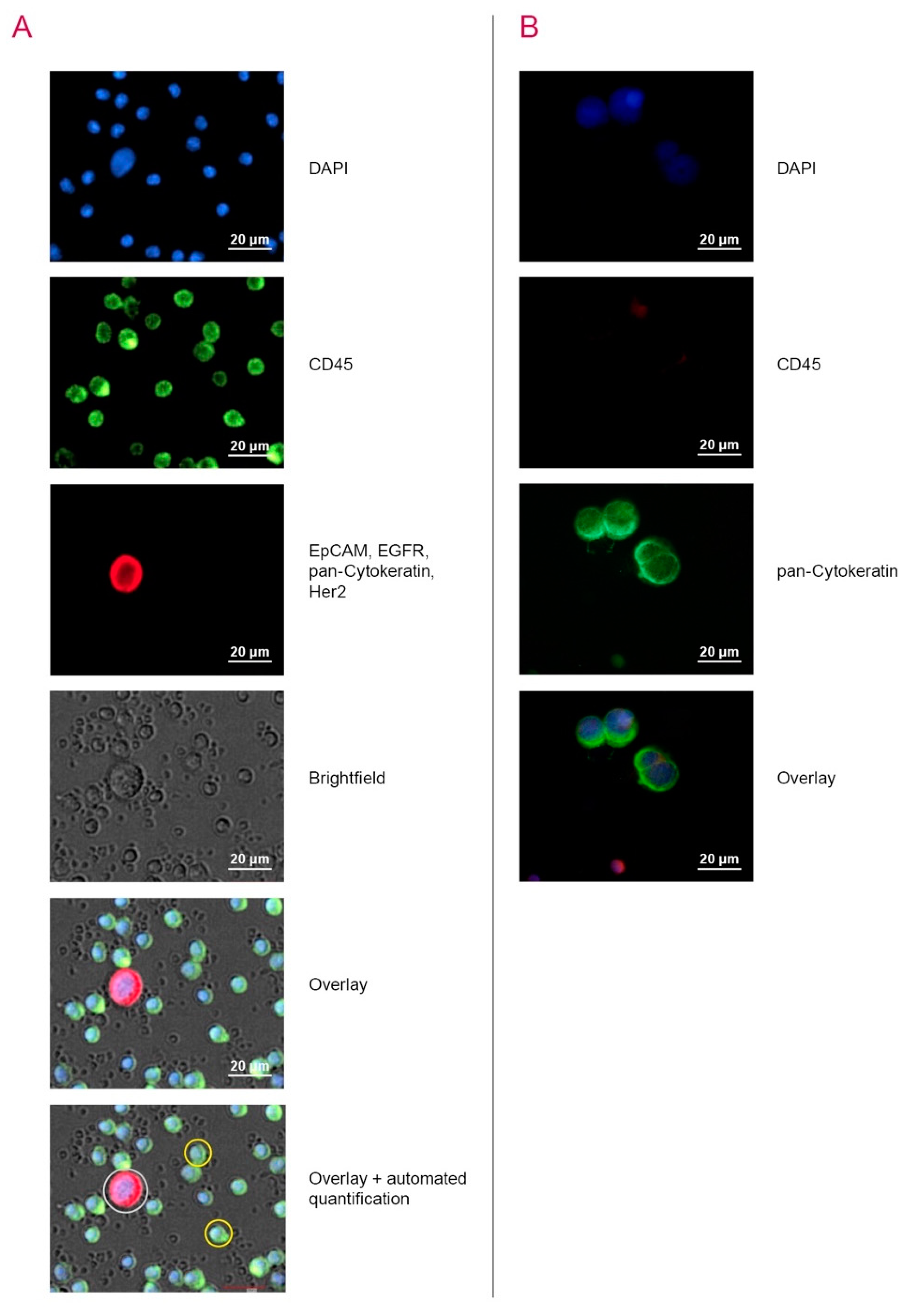 Cancers 12 02643 g001