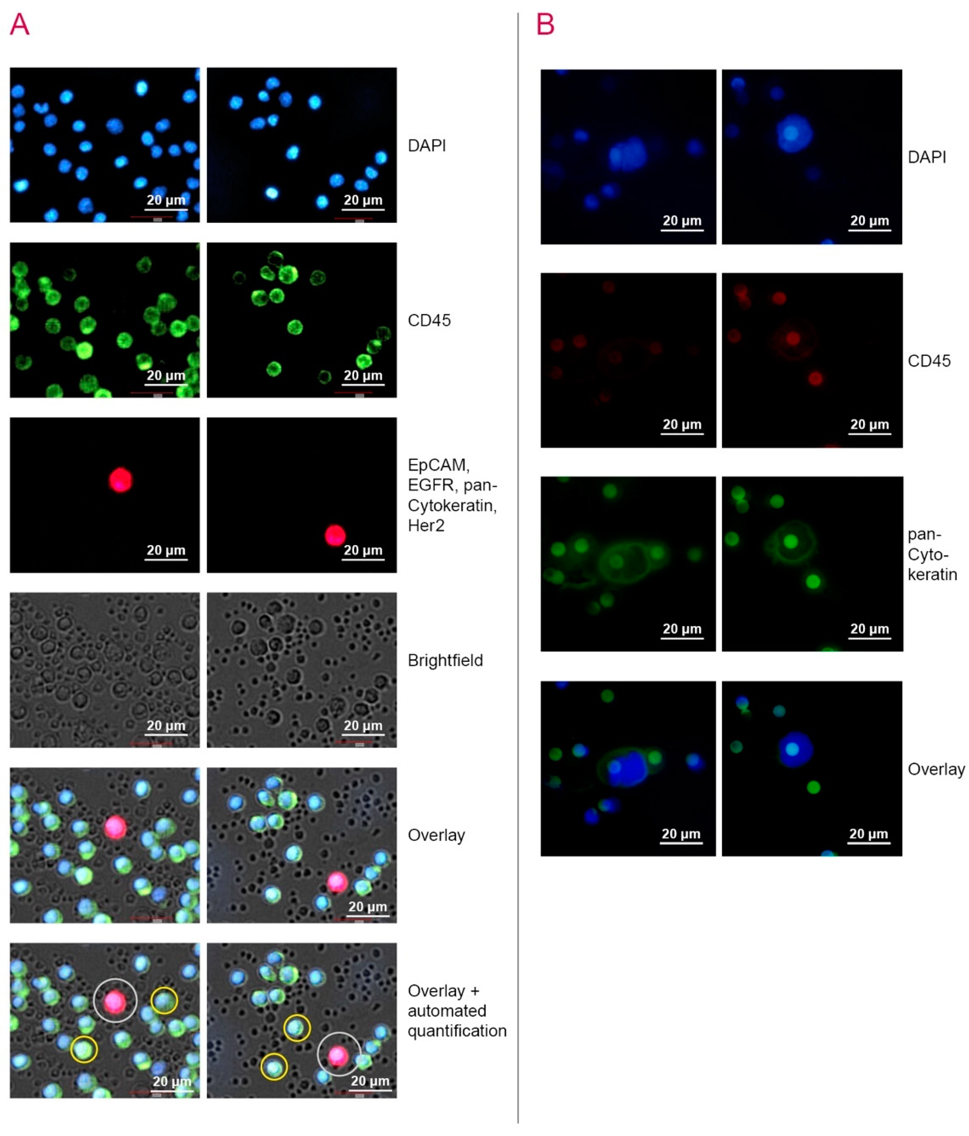 Cancers 12 02643 g002