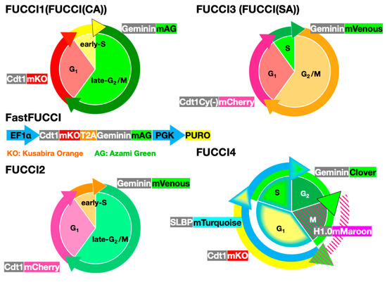 FUCCI Real-Time Cell-Cycle Imaging as a ... Biology Diagrams