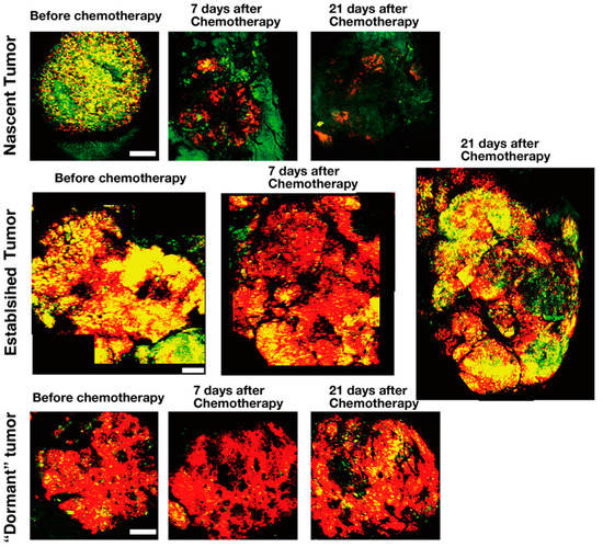 FUCCI RealTime CellCycle Imaging as a Biology Diagrams