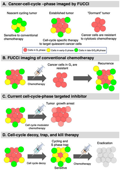 FUCCI Real-Time Cell-Cycle Imaging as a ... Biology Diagrams