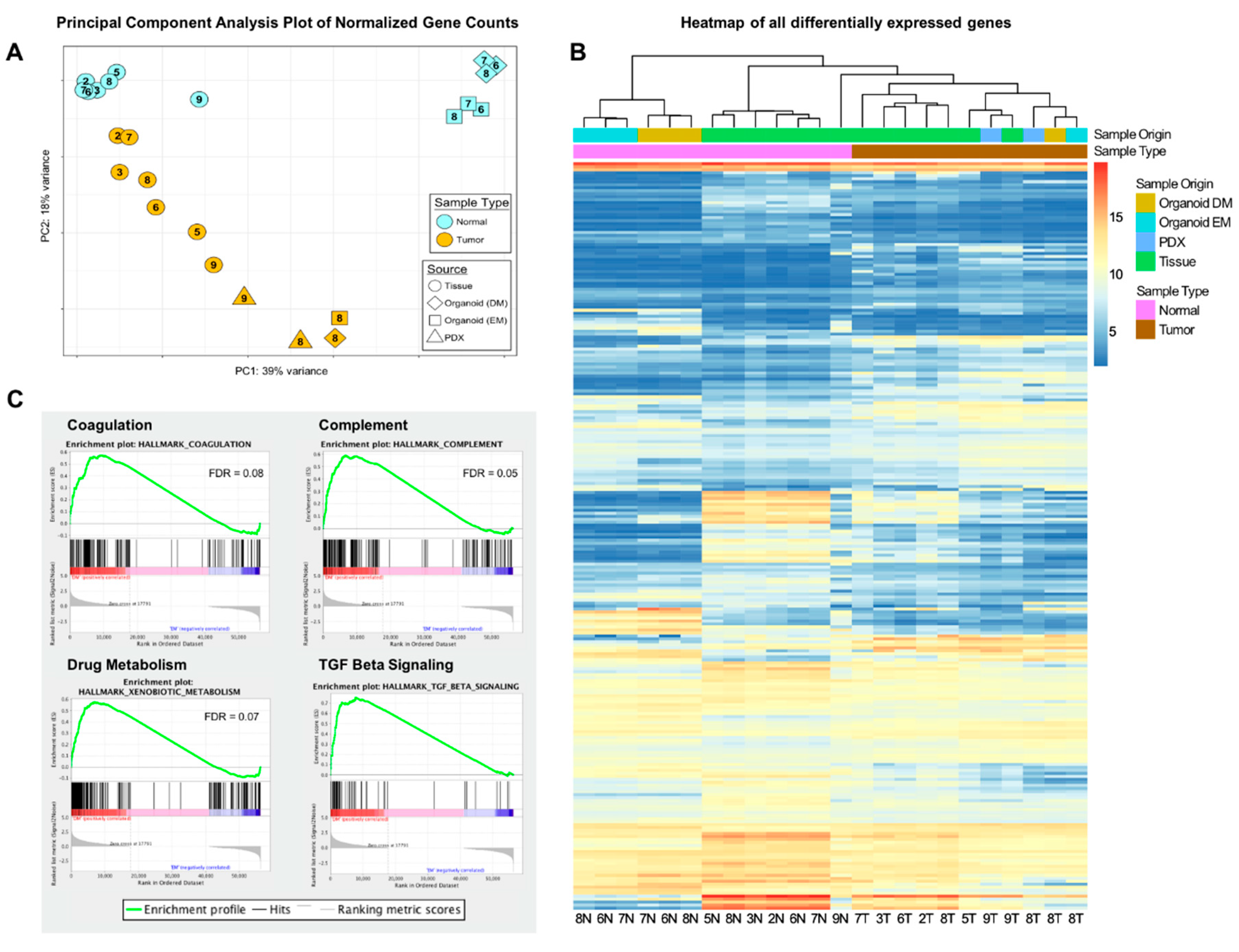 Cancers Free Full Text A Human Organoid Model Of Aggressive Hepatoblastoma For Disease Modeling And Drug Testing Html