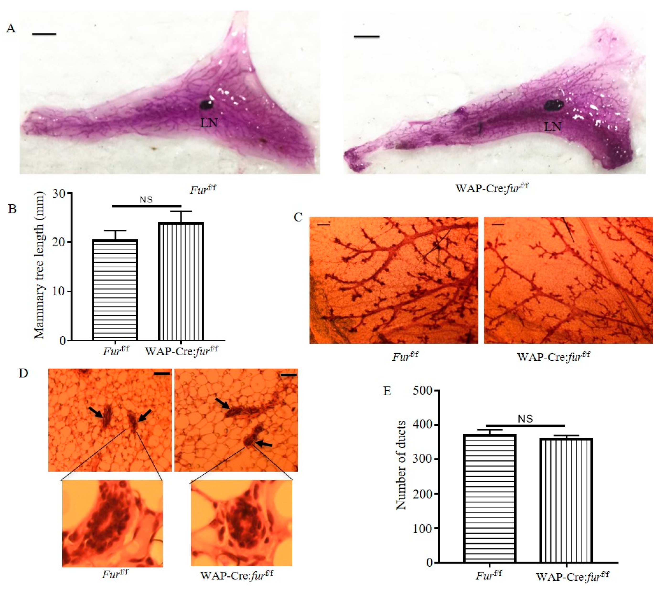 Cancers 12 02686 g002a Cancers 12 02686 g002a