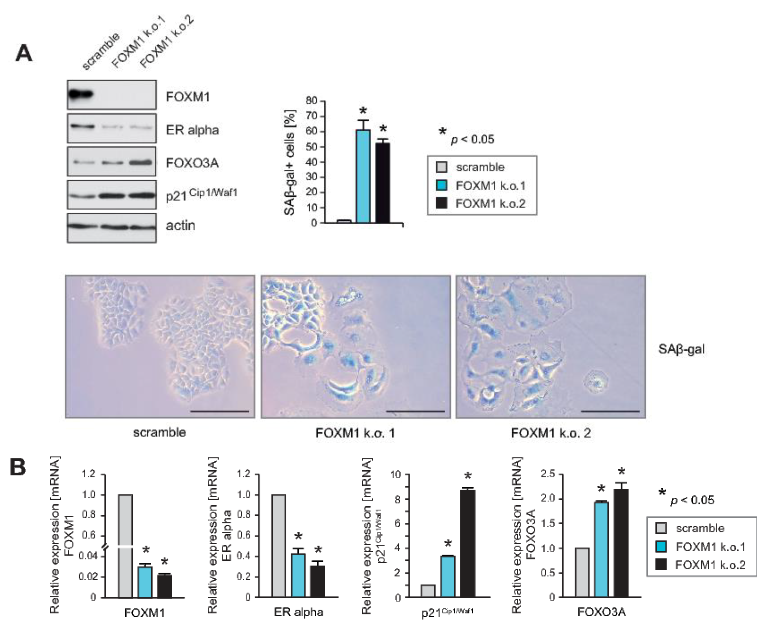 Cancers 12 02689 g002 Cancers 12 02689 g002