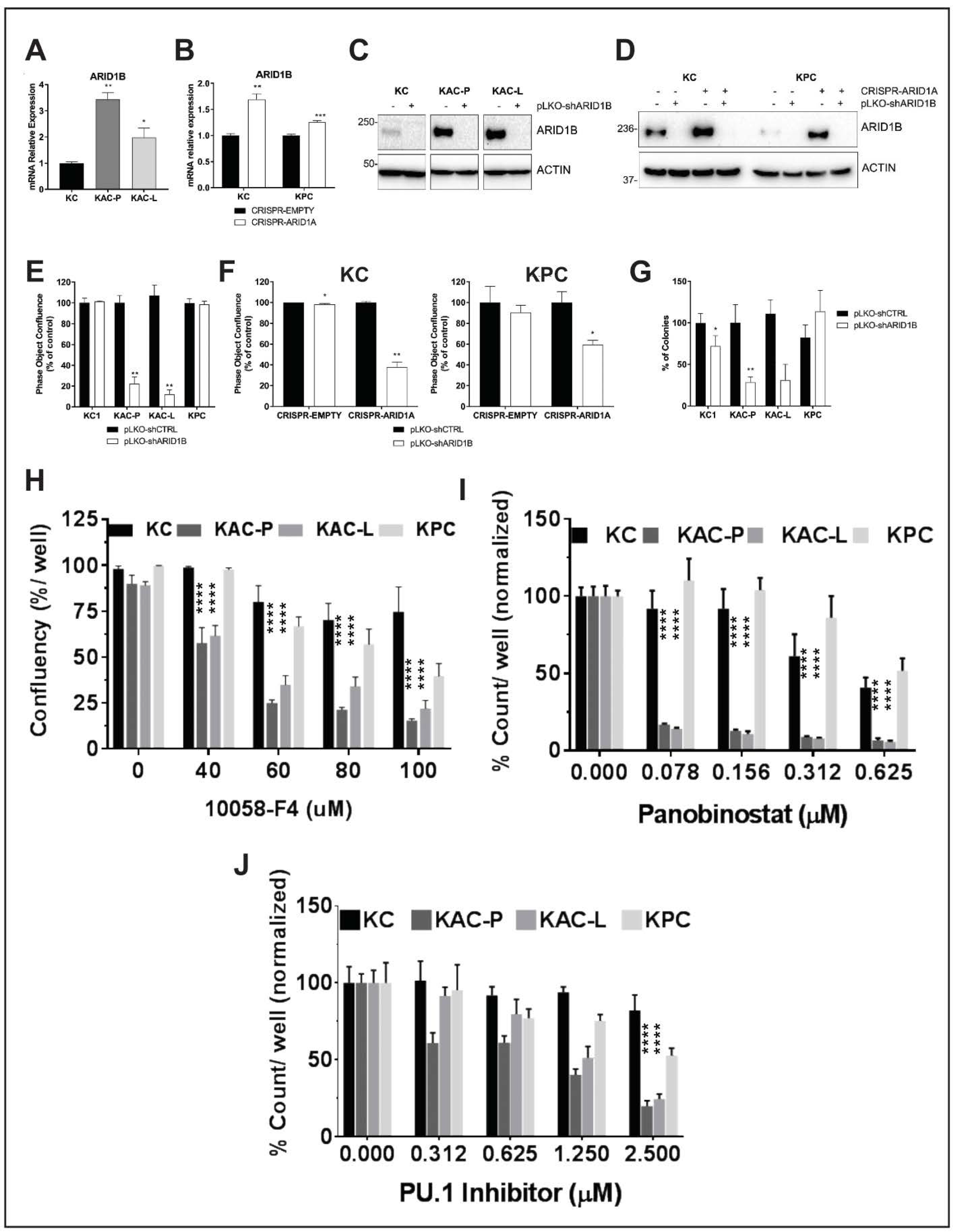 Cancers Free Full Text Paradoxical Role Of At Rich Interactive Domain 1a In Restraining Pancreatic Carcinogenesis Html Cancers Free Full Text Paradoxical Role Of At Rich Interactive Domain 1a In Restraining Pancreatic Carcinogenesis Html