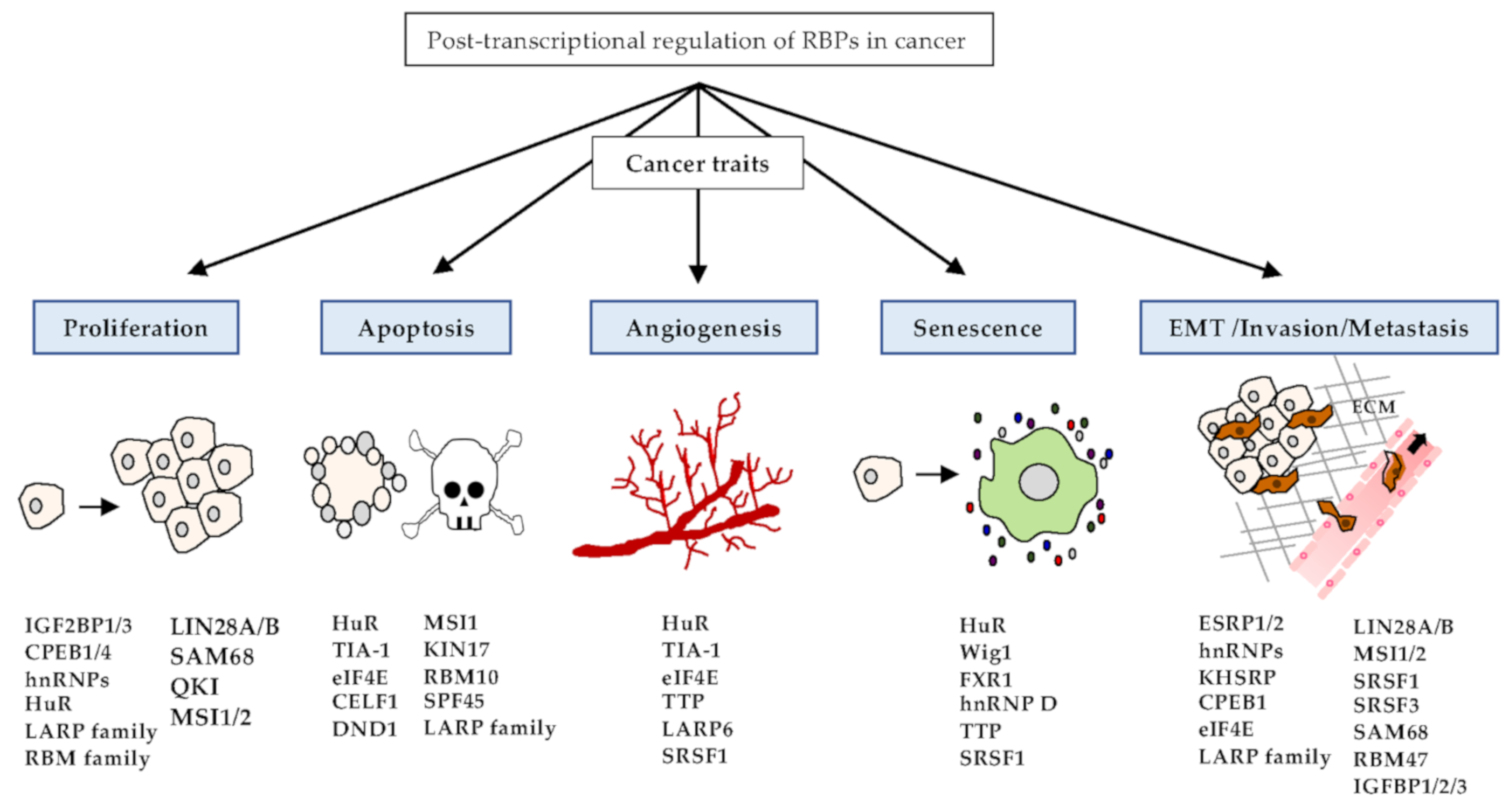 Cancers 12 02699 g002