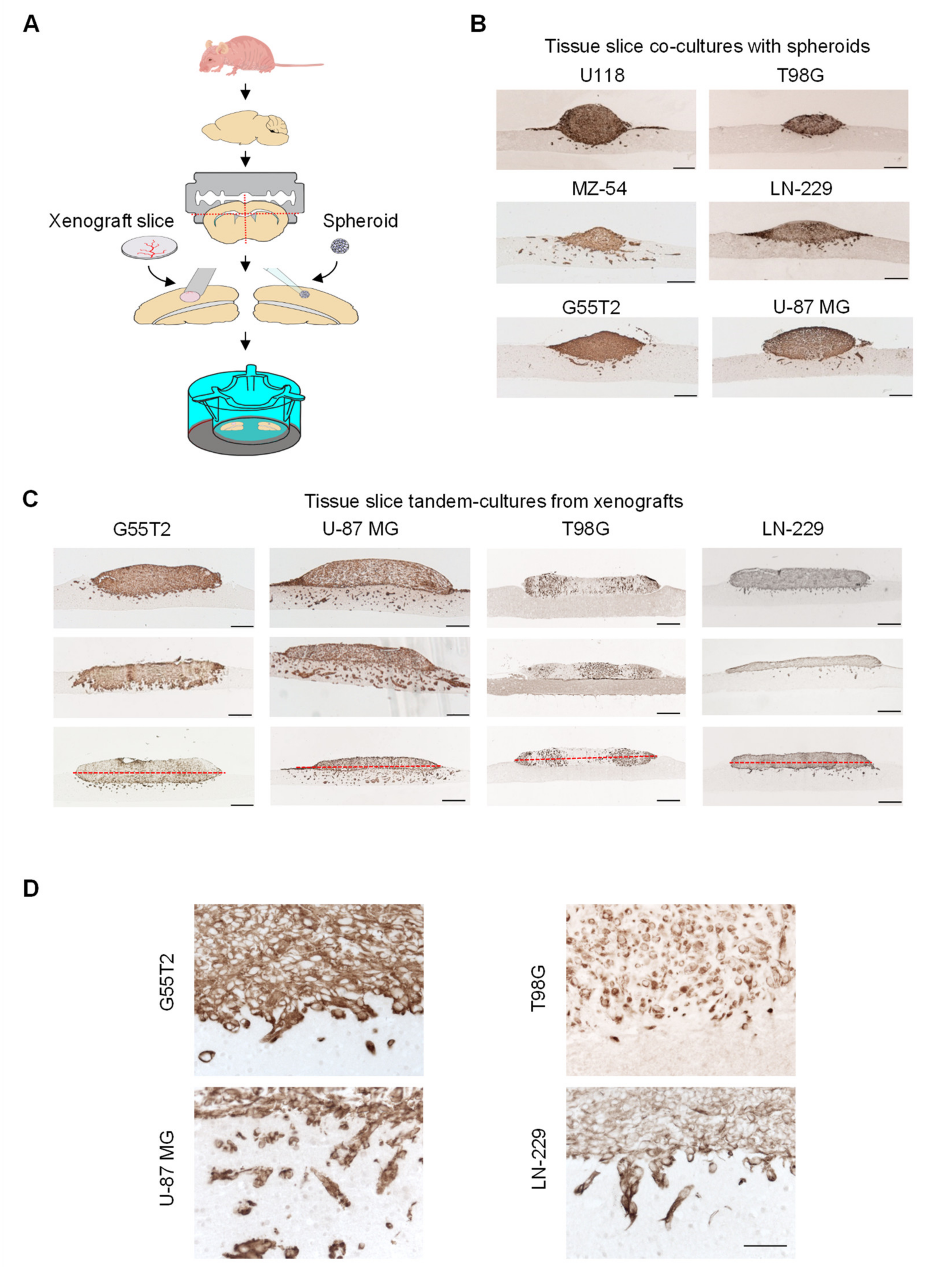 Cancers 12 02707 g001 Cancers 12 02707 g001