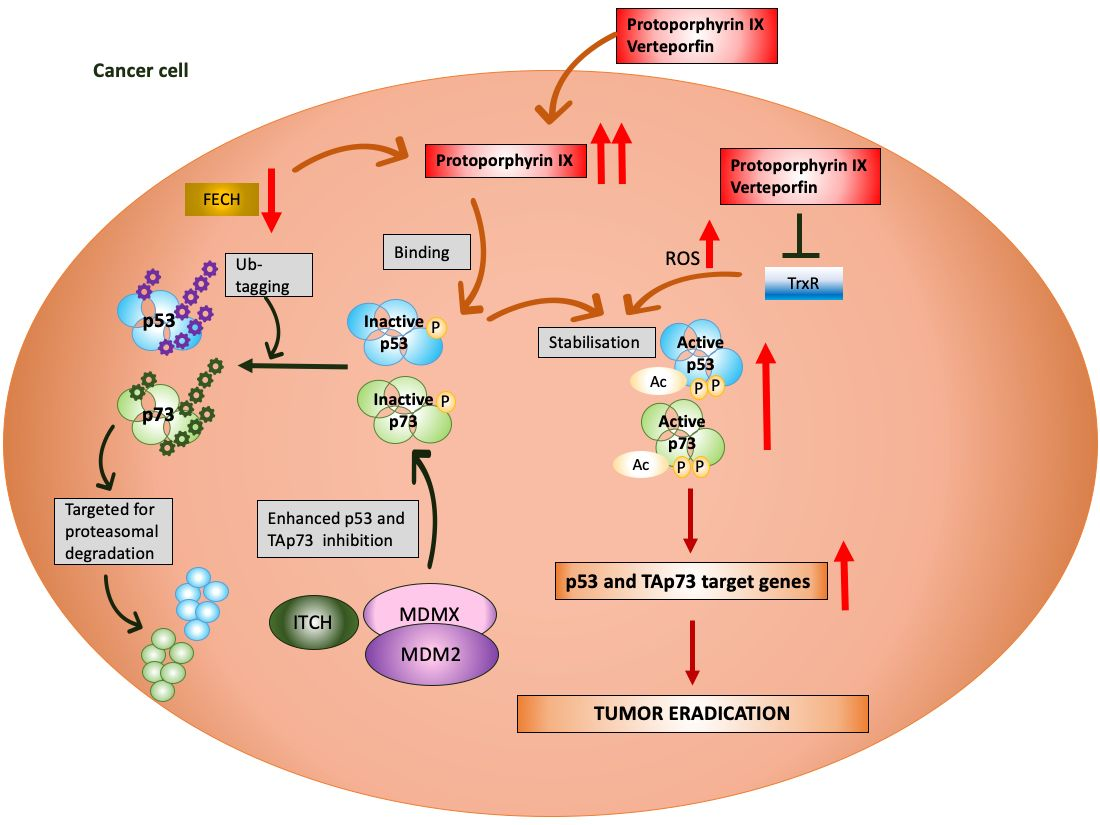 Cancers Free Full Text The Undervalued Avenue To Reinstate Tumor Suppressor Functionality Of The P53 Protein Family For Improved Cancer Therapy Drug Repurposing Html