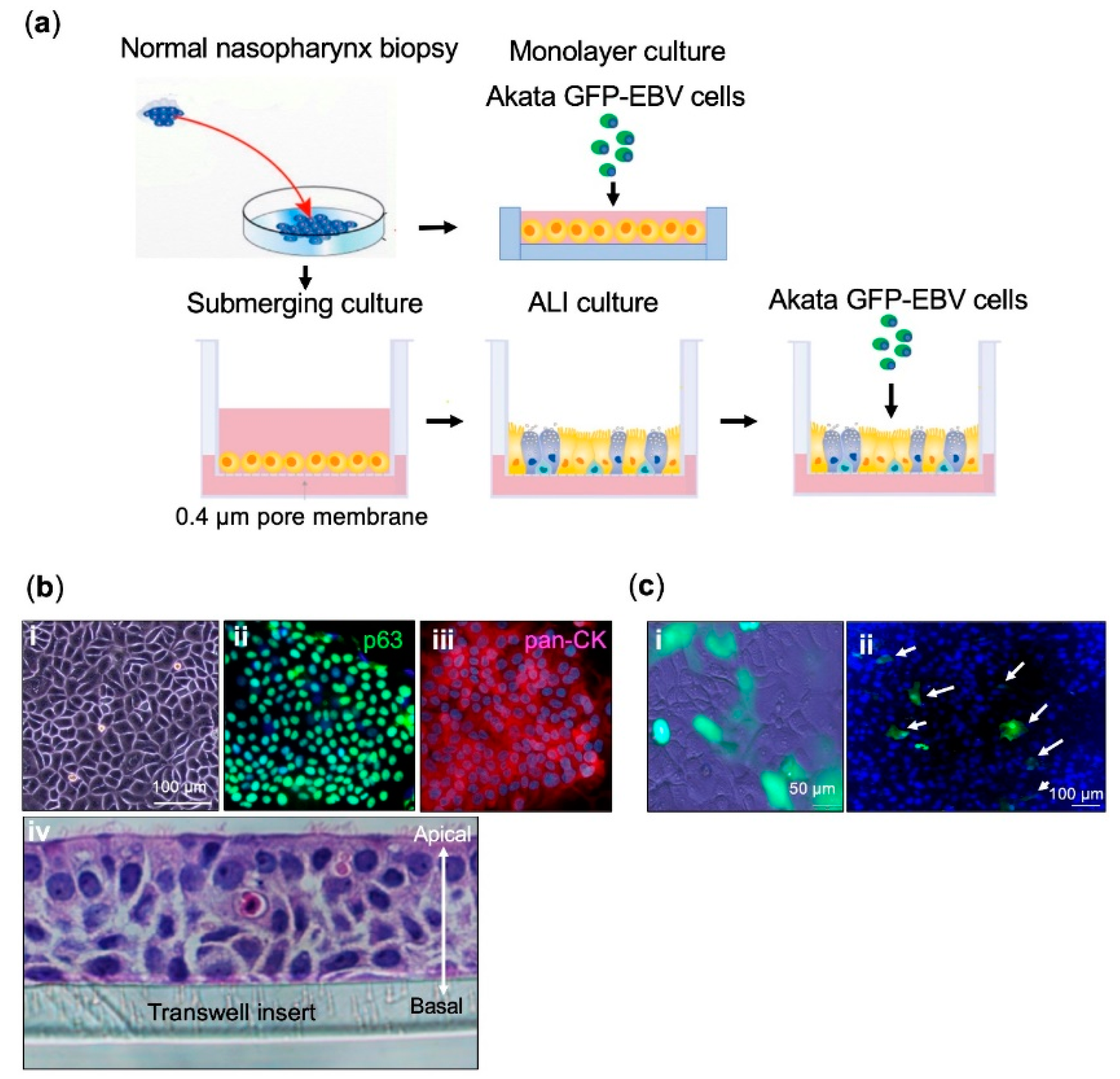 Cancers 12 02722 g001