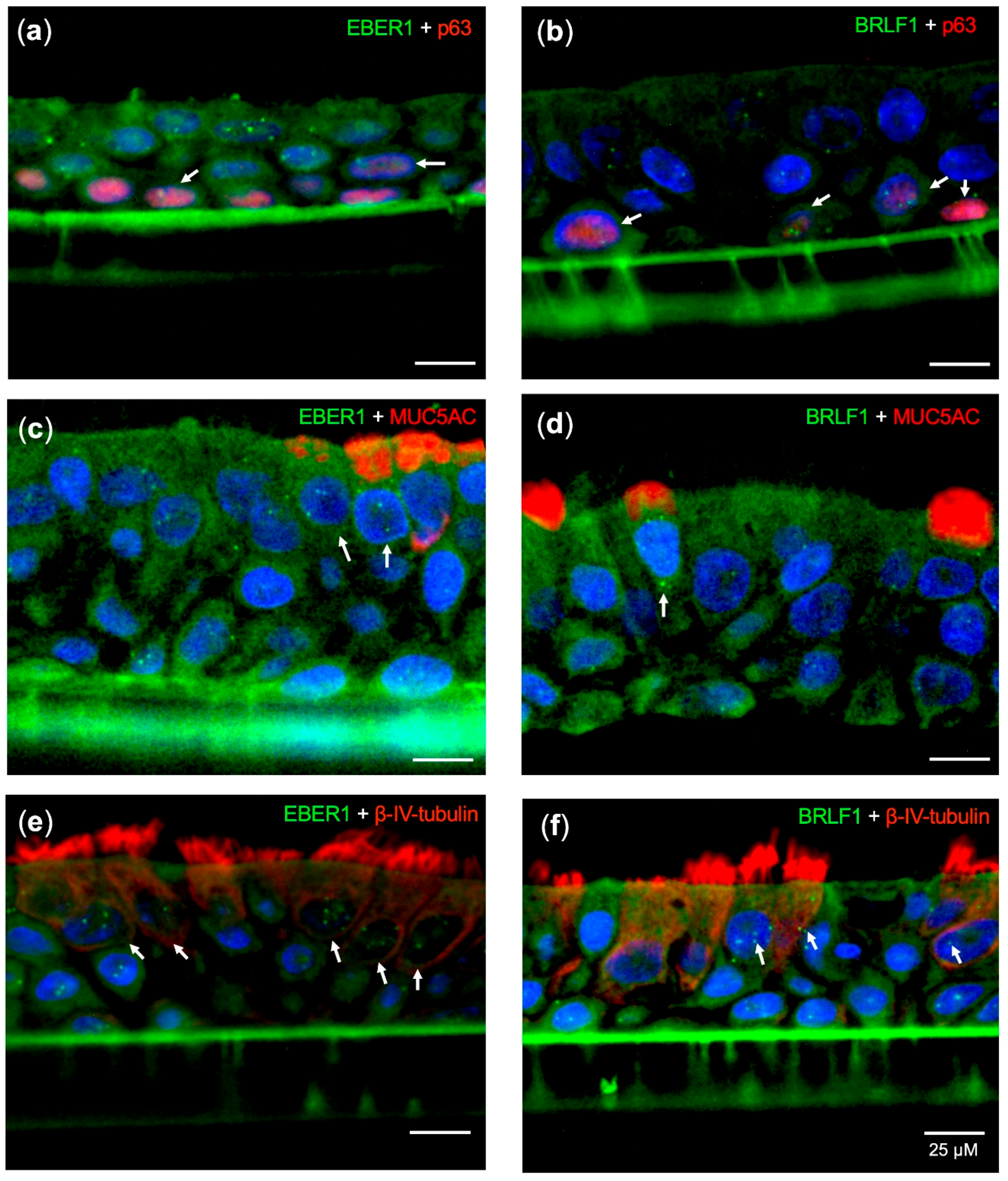 Cancers 12 02722 g003