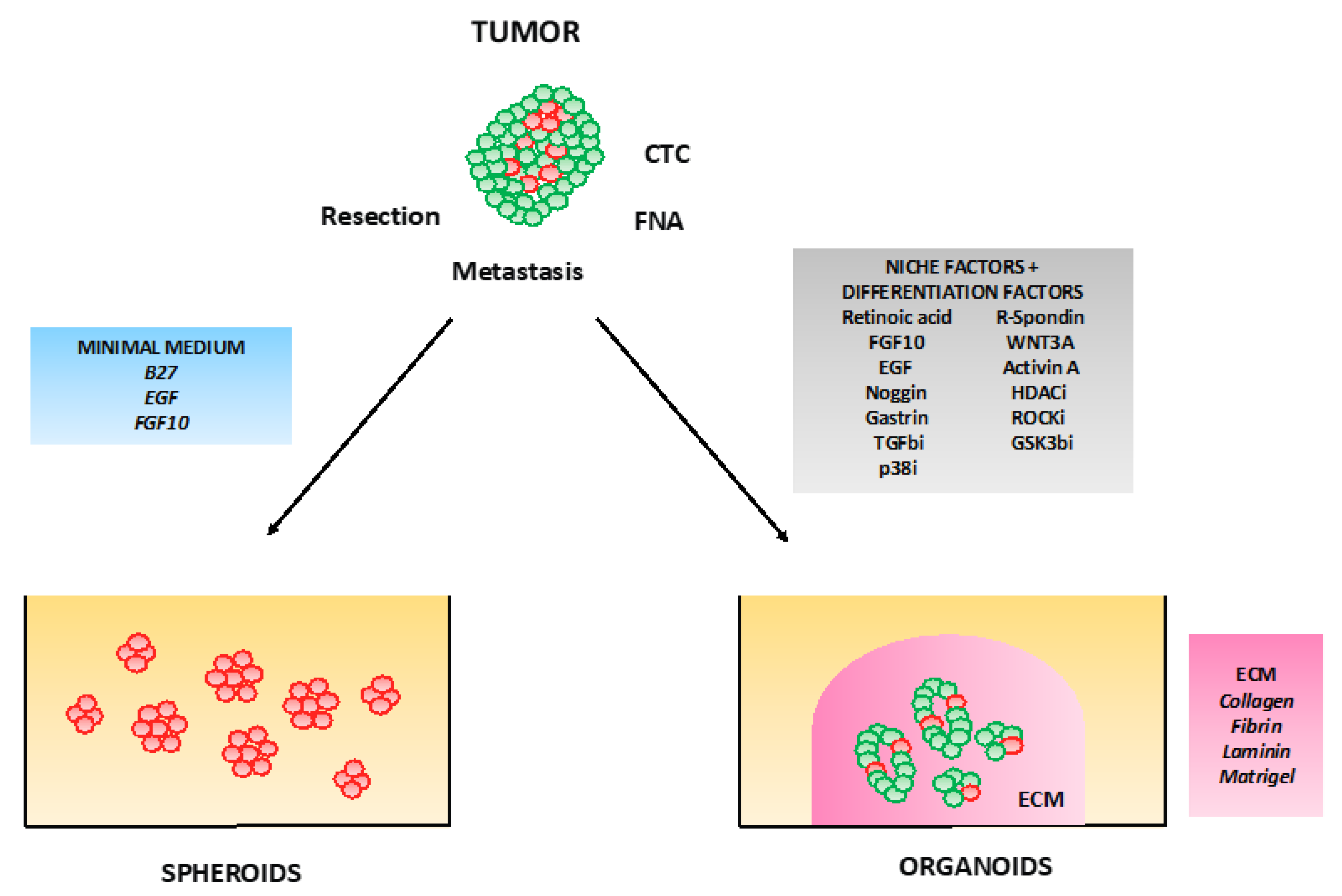 Cancers Free Full Text Pancreatic Ductal Adenocarcinoma Pdac Organoids The Shining Light At The End Of The Tunnel For Drug Response Prediction And Personalized Medicine