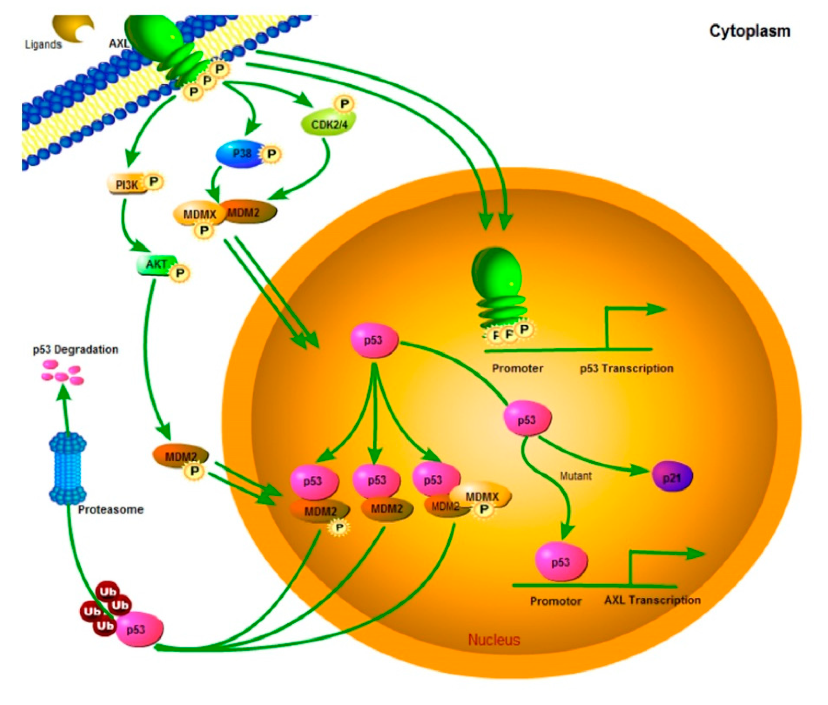 Cancers 12 02757 g007 Cancers 12 02757 g007