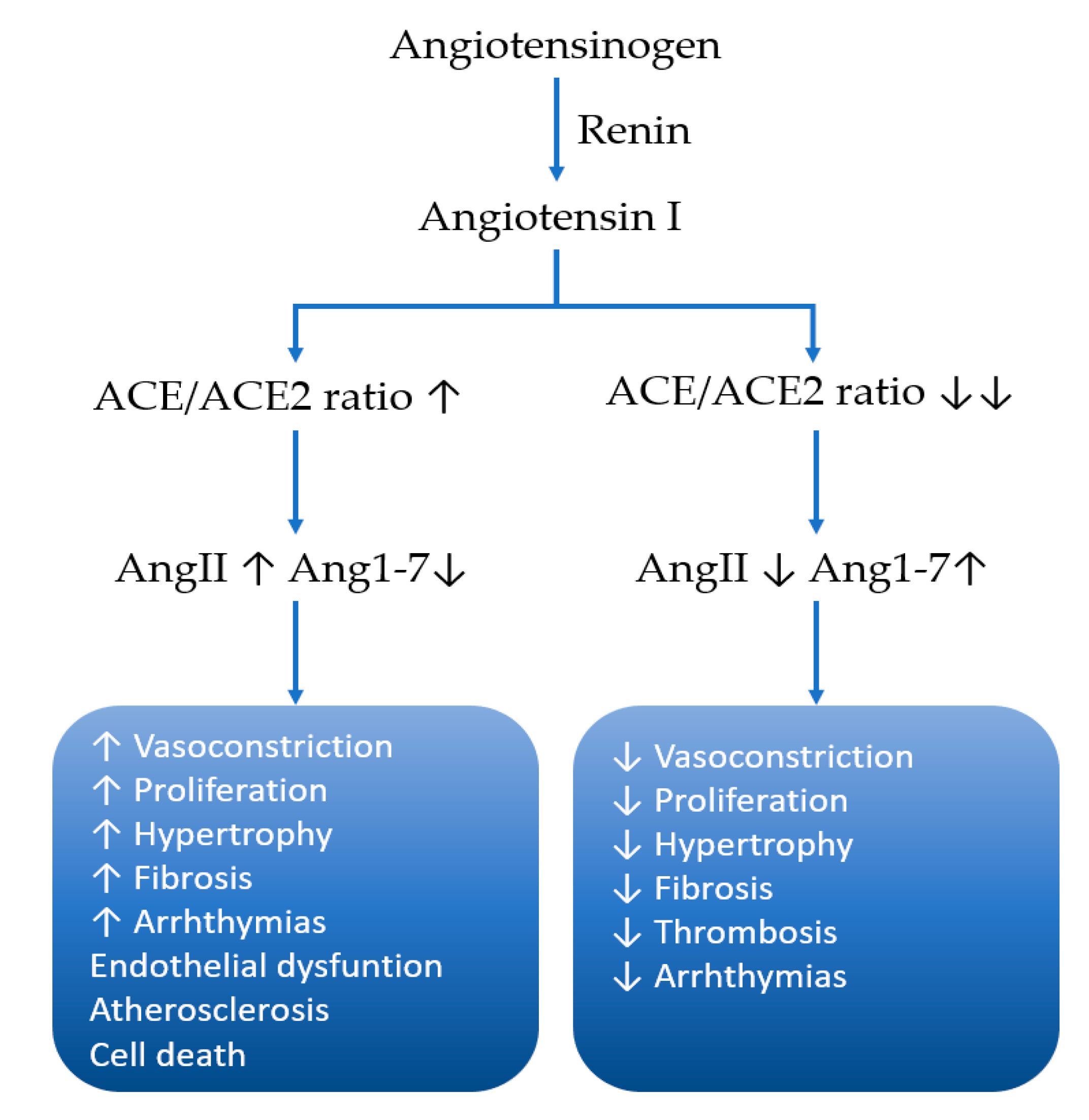 Cancers Free Full Text Angiotensin Inhibition TGF and EMT