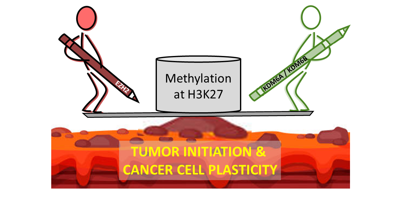 Cancers Free Full Text Regulating Methylation At H3k27 A Trick Or Treat For Cancer Cell Plasticity Html Cancers Free Full Text Regulating Methylation At H3k27 A Trick Or Treat For Cancer Cell Plasticity Html