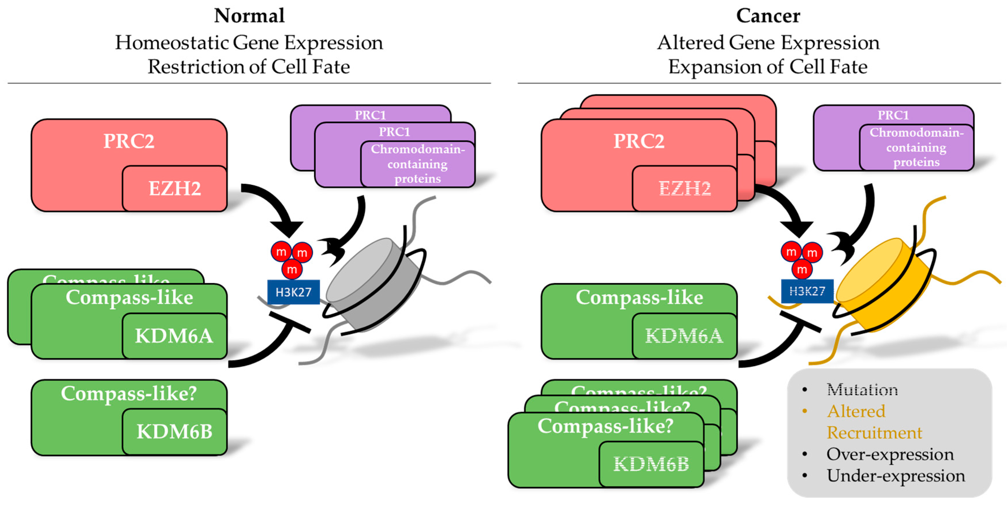 Regulating Methylation at H3K27: A Trick or Treat for Cancer