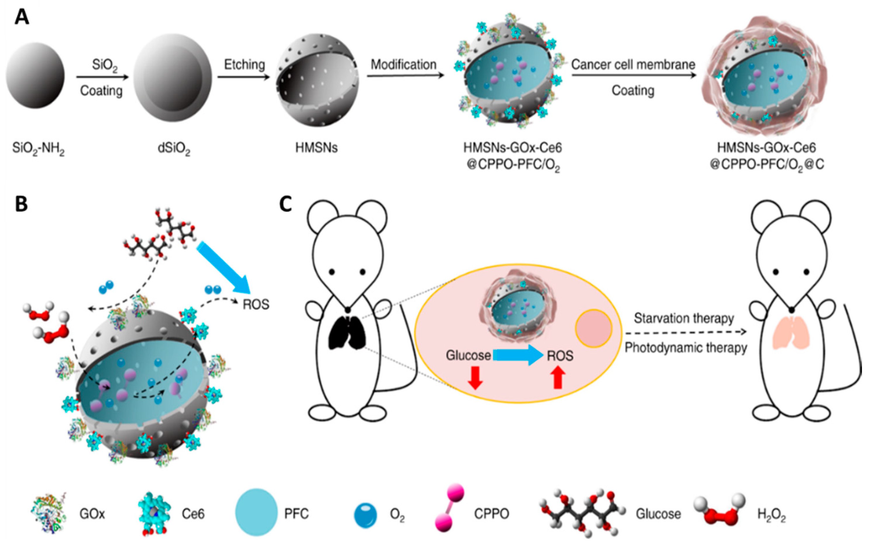 Cancers 12 02793 g007 Cancers 12 02793 g007