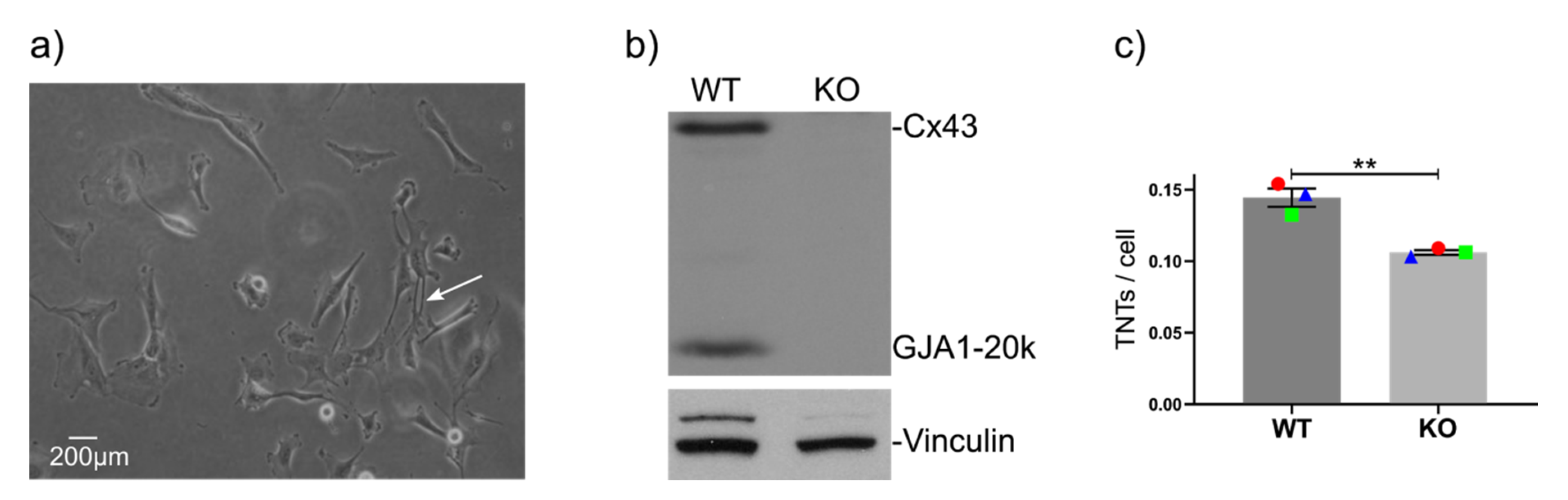 Cancers 12 02798 g002 Cancers 12 02798 g002