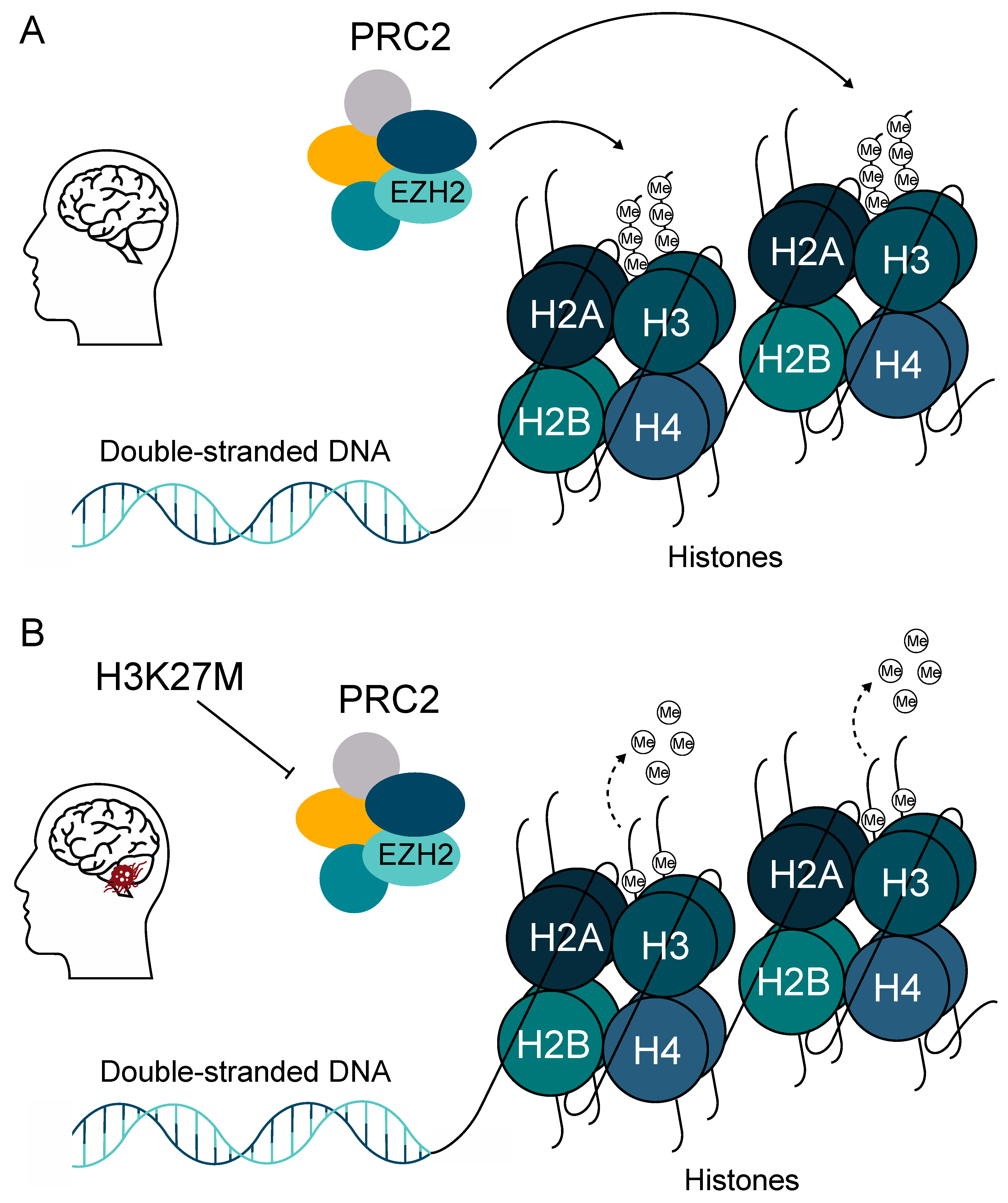 Cancers 12 02813 g003 Cancers 12 02813 g003