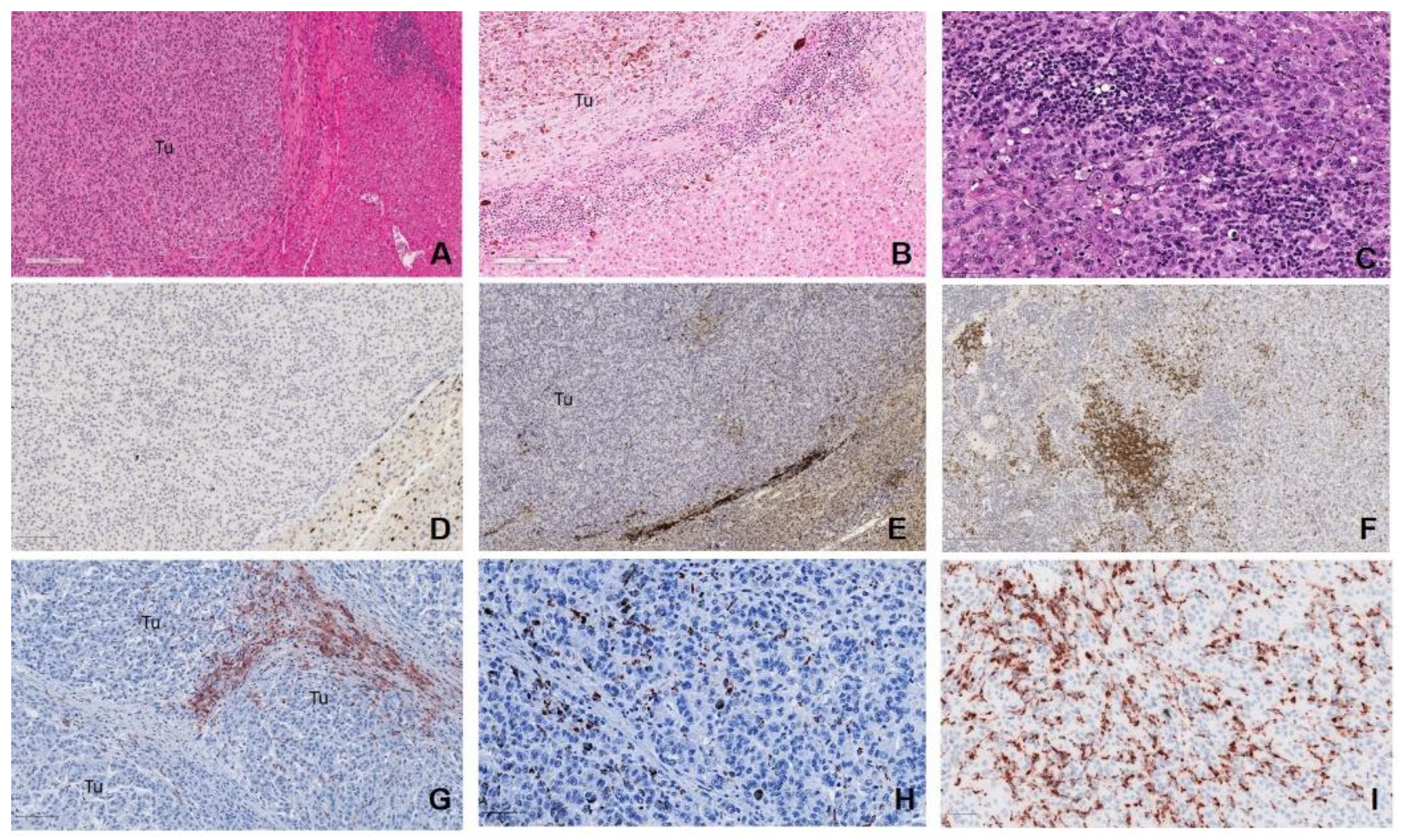 Cancers 12 02832 g006 Cancers 12 02832 g006