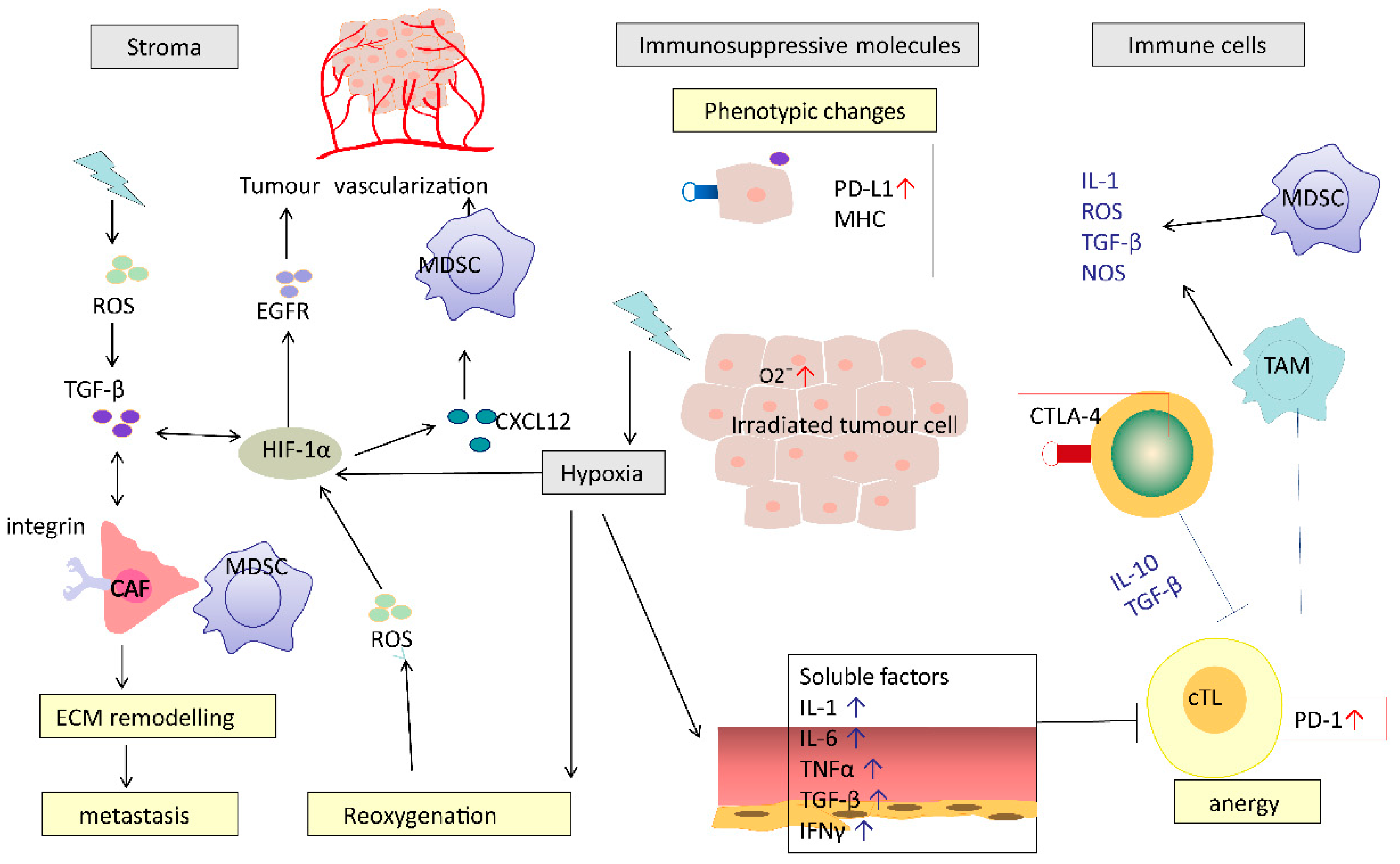 Cancers 12 02835 g002 Cancers 12 02835 g002