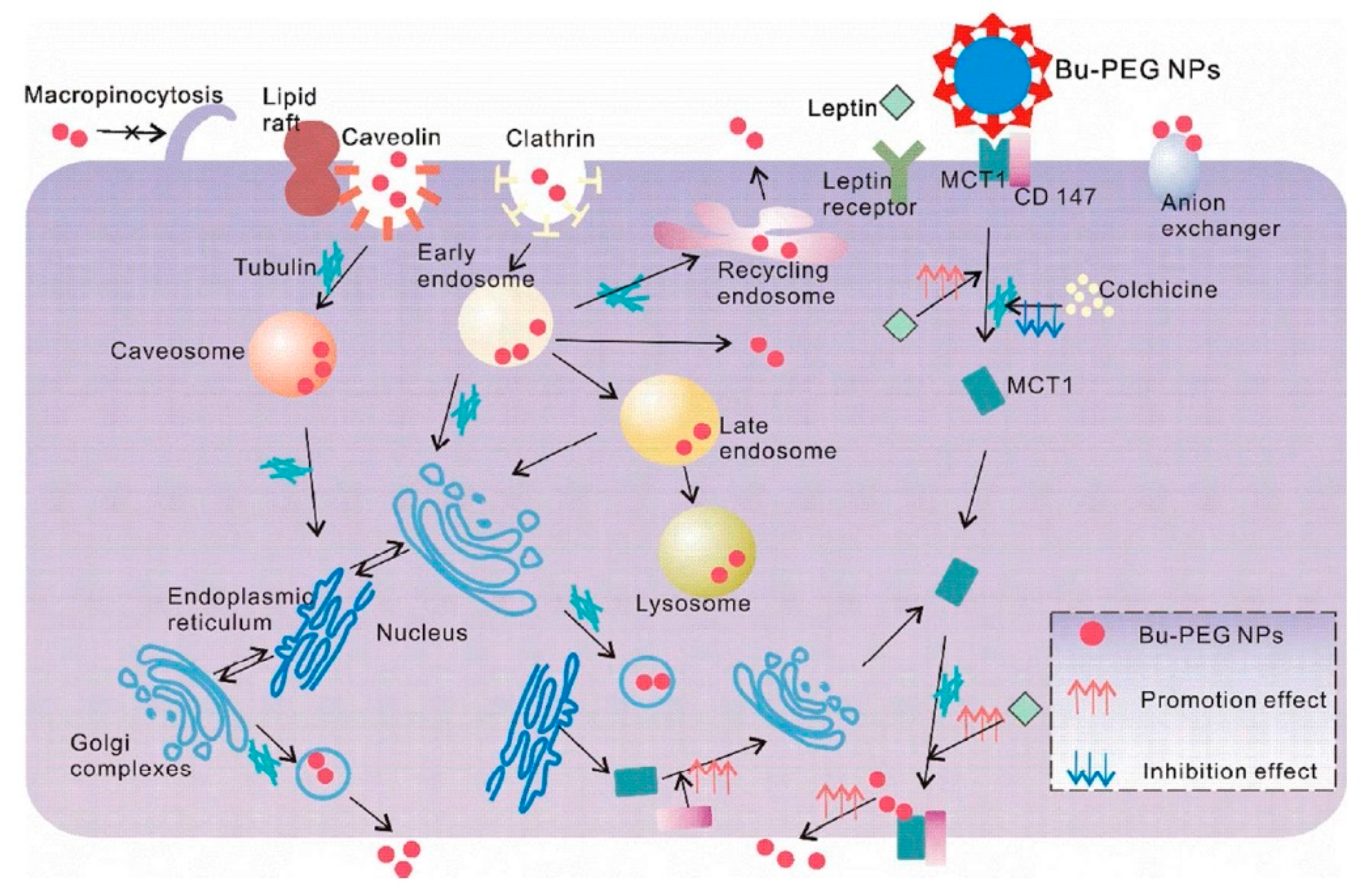 Cancers 12 02837 g005 Cancers 12 02837 g005
