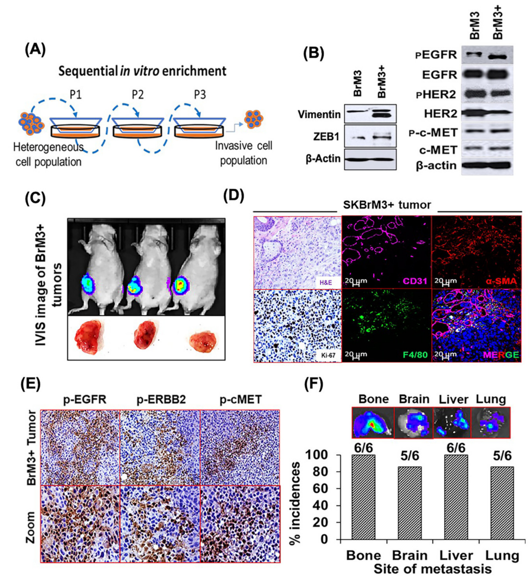 Cancers 12 02838 g003