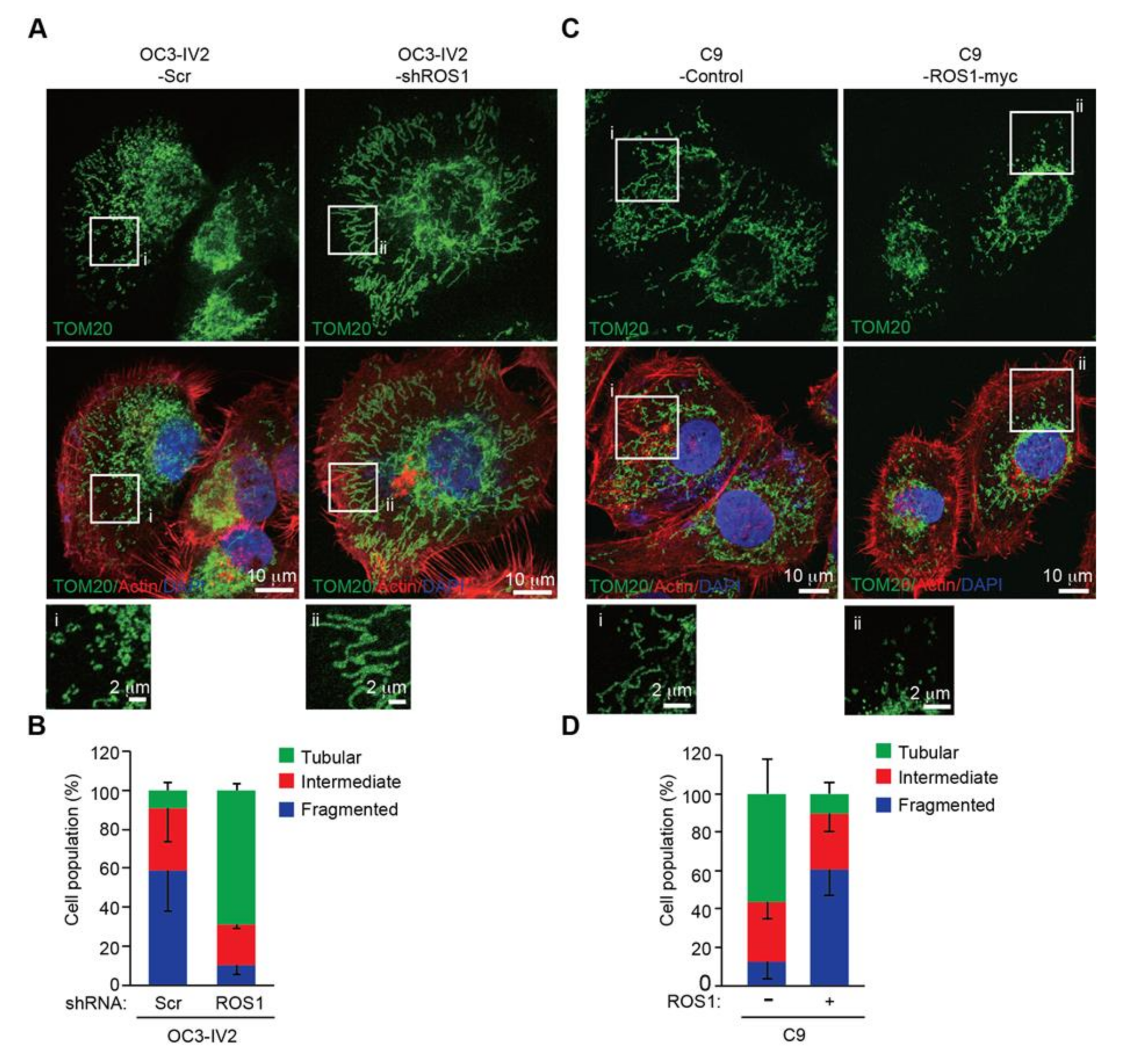 Cancers 12 02845 g005 Cancers 12 02845 g005