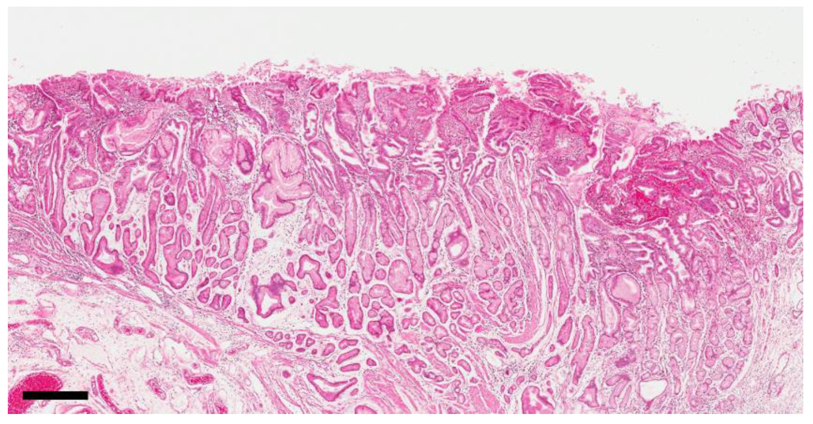 Cancers 12 02847 g001 Cancers 12 02847 g001