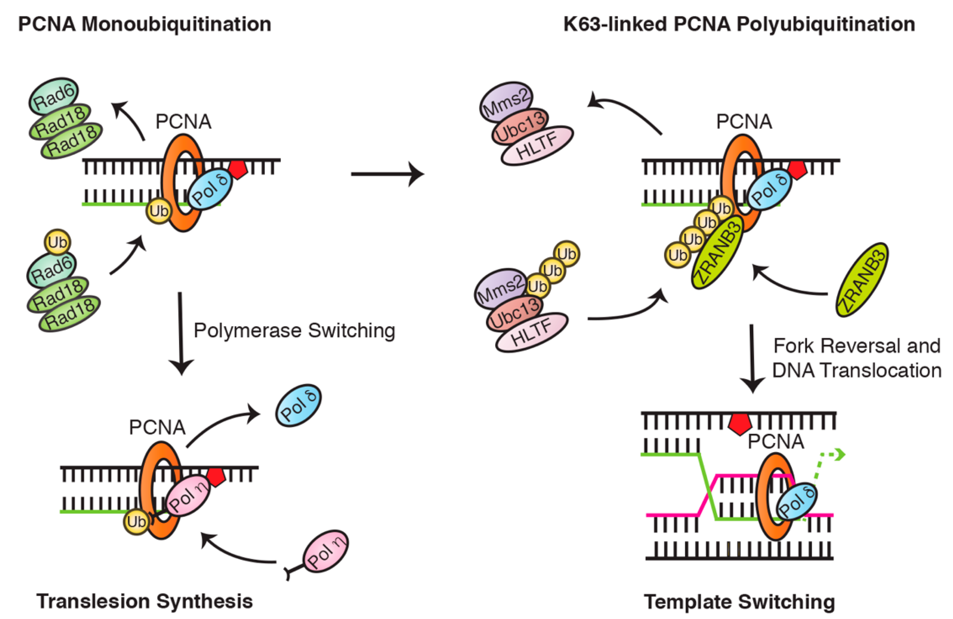 Cancers 12 02848 g004 Cancers 12 02848 g004