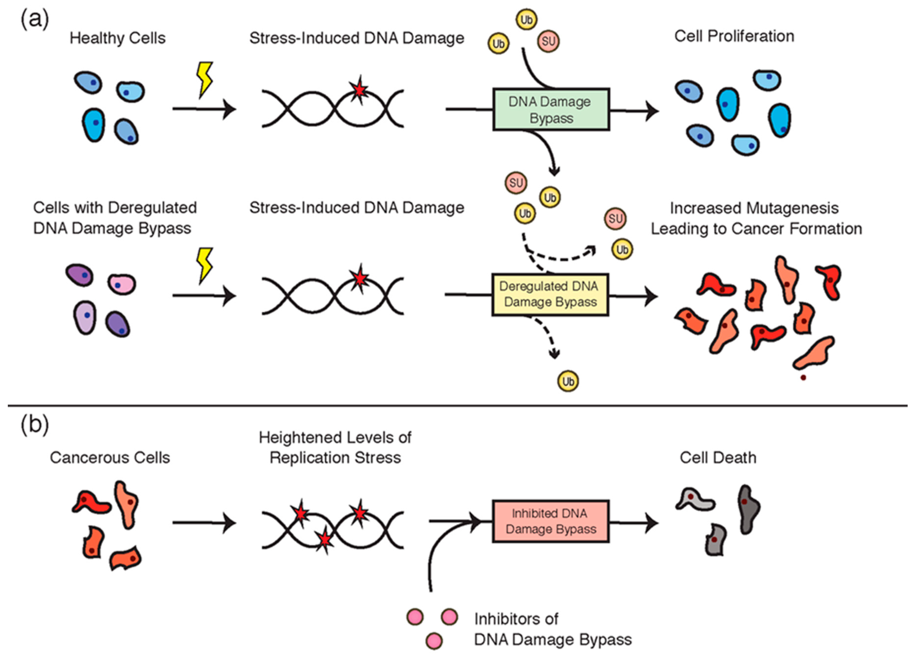 Cancers 12 02848 g008 Cancers 12 02848 g008