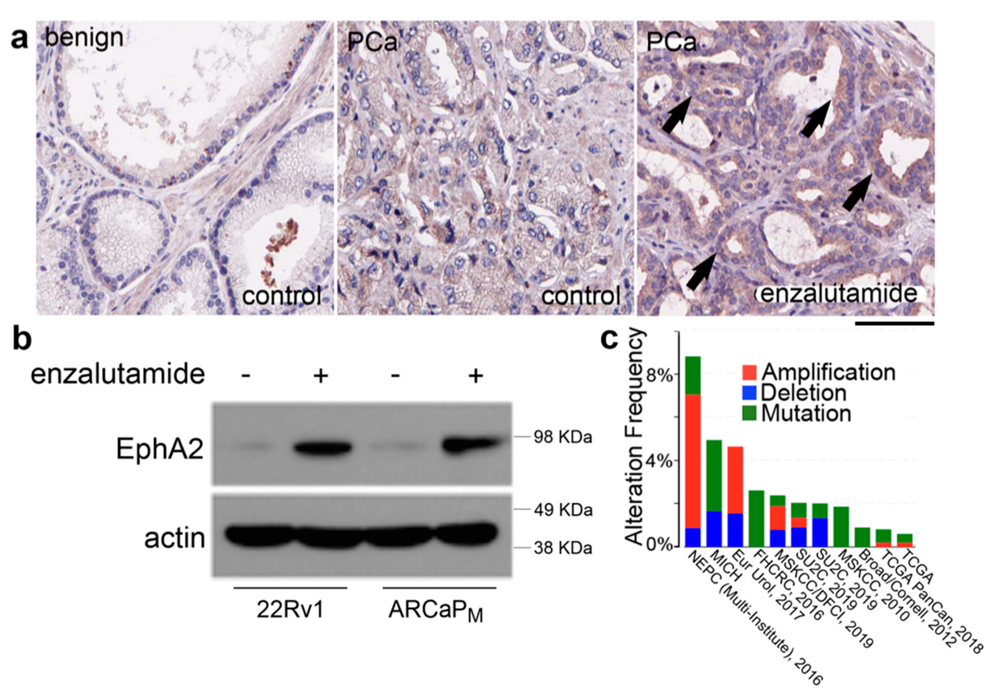 Cancers 12 02854 g001 Cancers 12 02854 g001