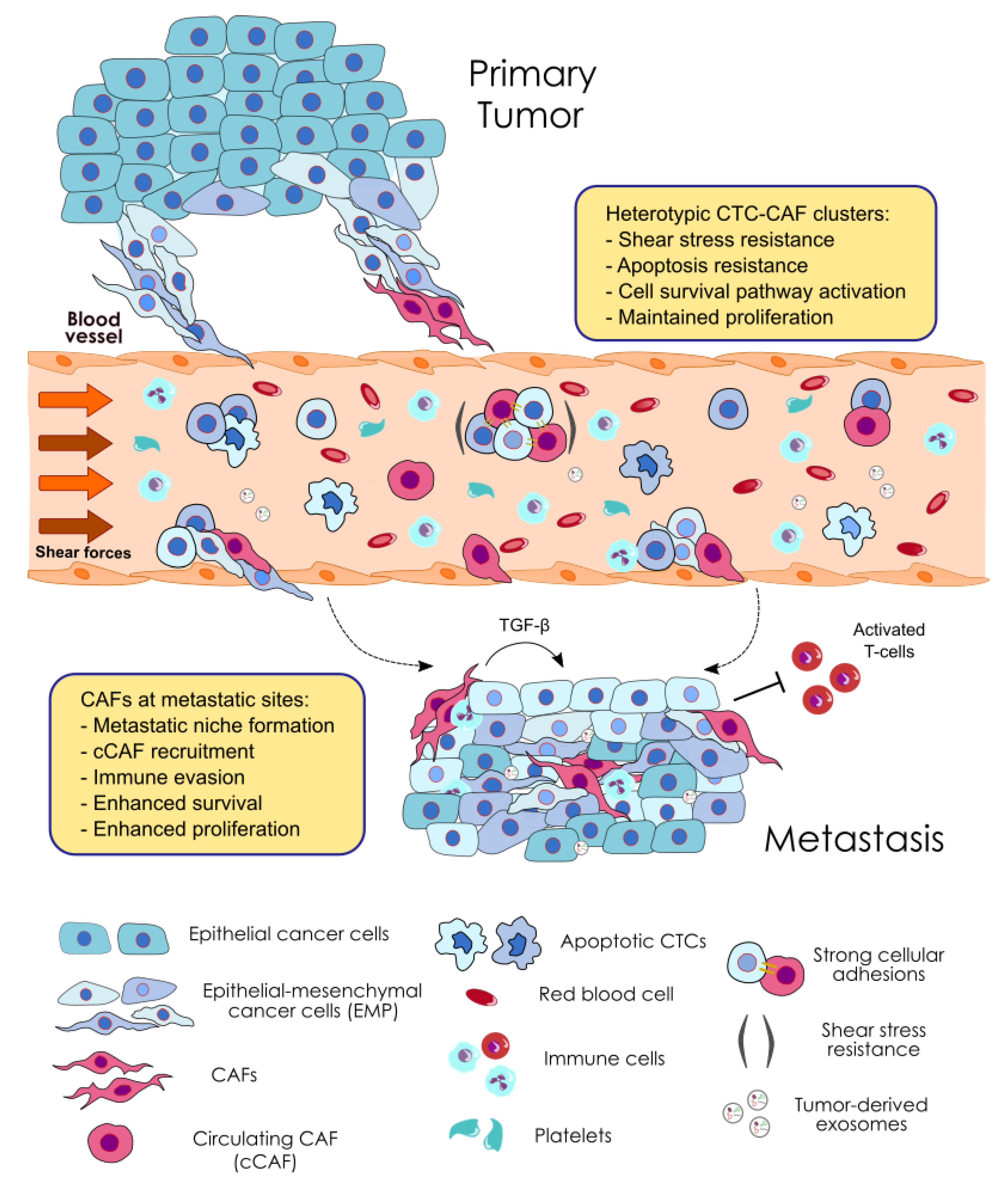 Cancers 12 02861 g002