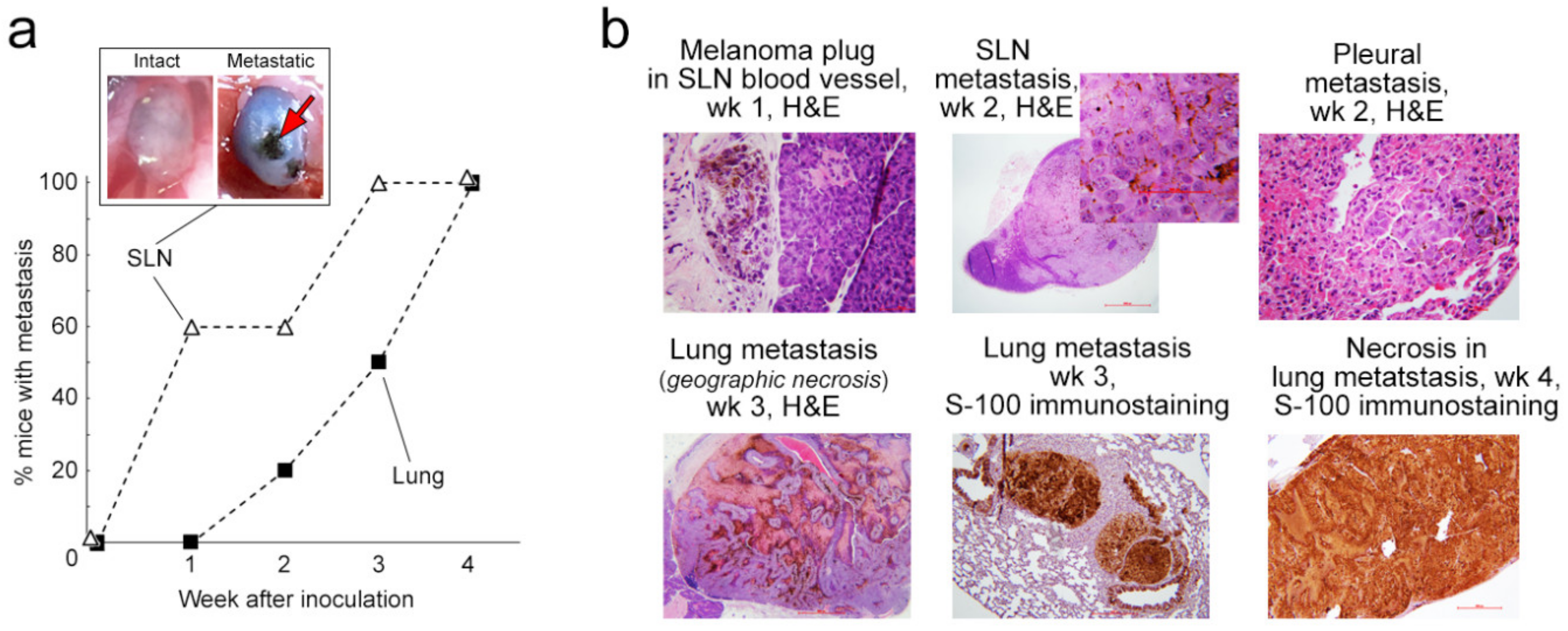 Cancers 12 02866 g004 Cancers 12 02866 g004